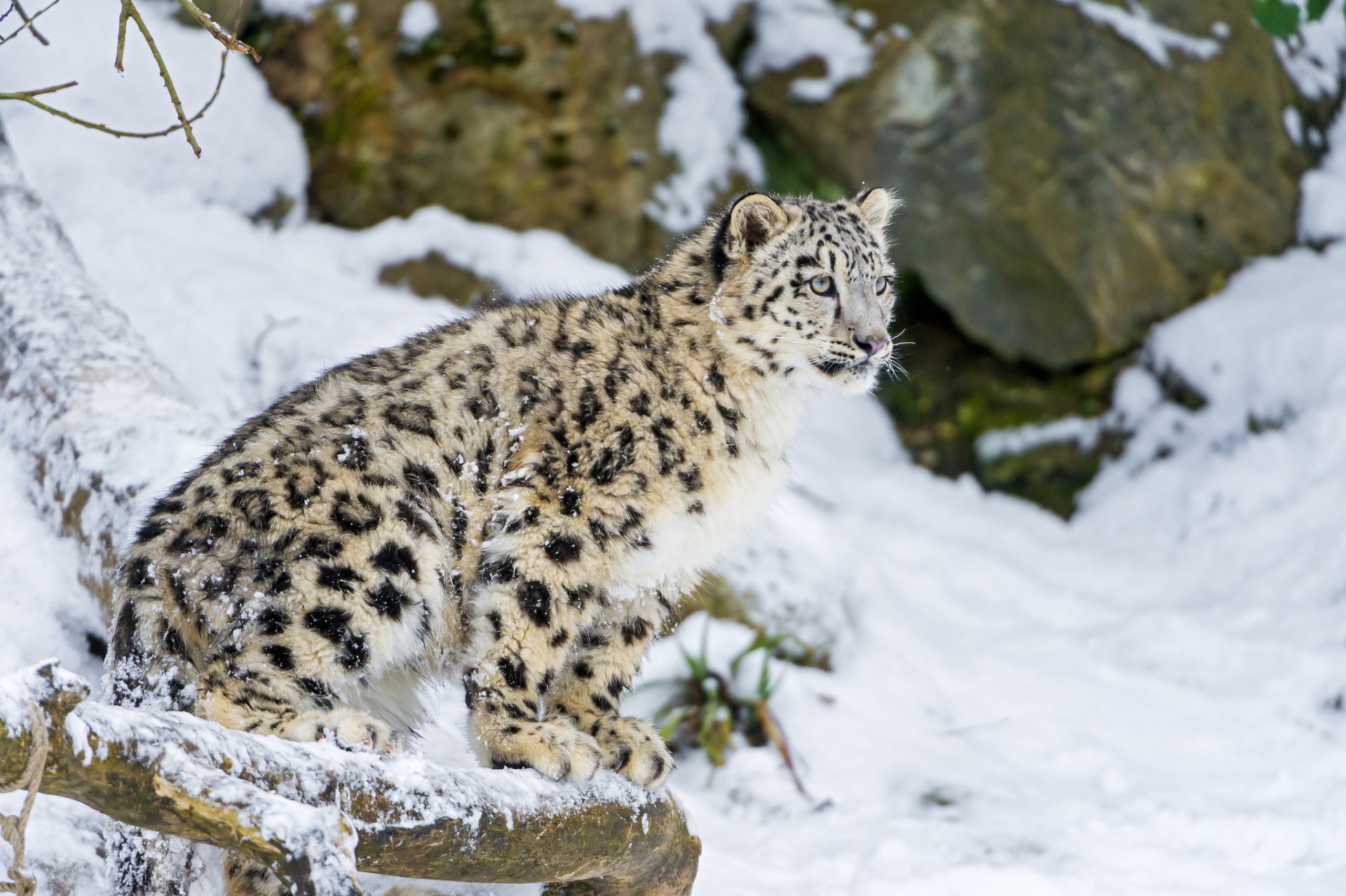 leopardo de las nieves gato gatito irbis invierno nieve ©tambako the jaguar