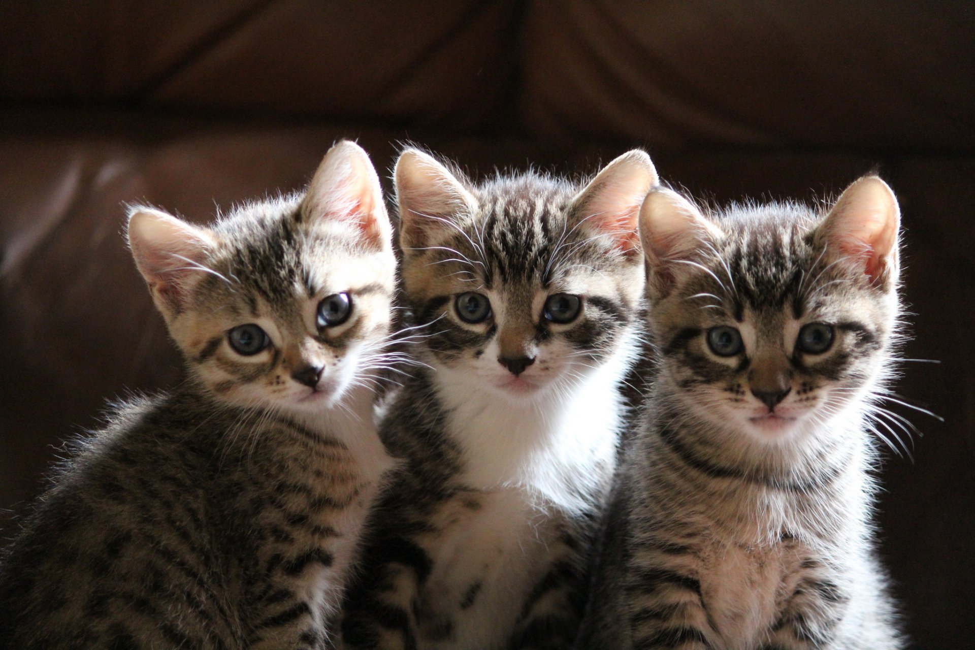 gatitos tres sentados mirando