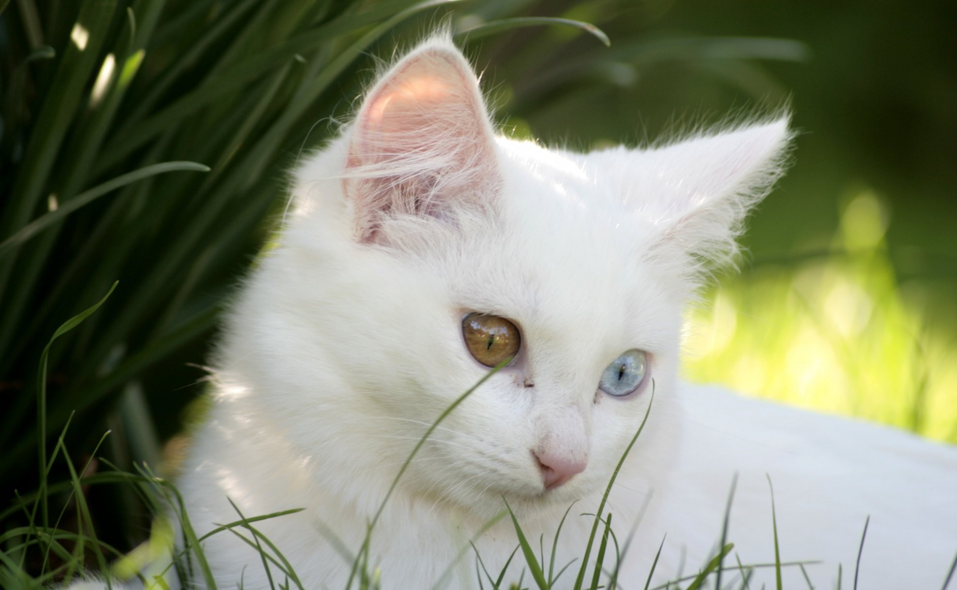 cat white kitten different eye