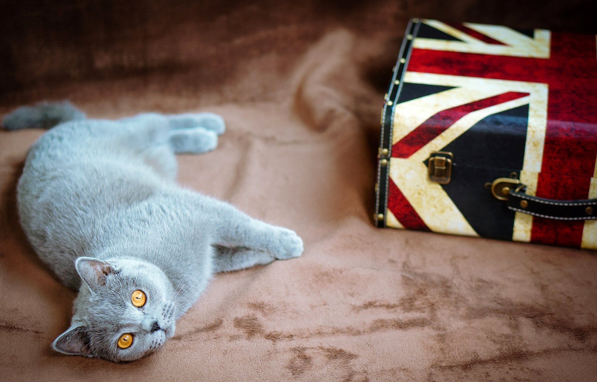 gato gris británico ojos amarillo mentiras gato maleta bandera reino unido