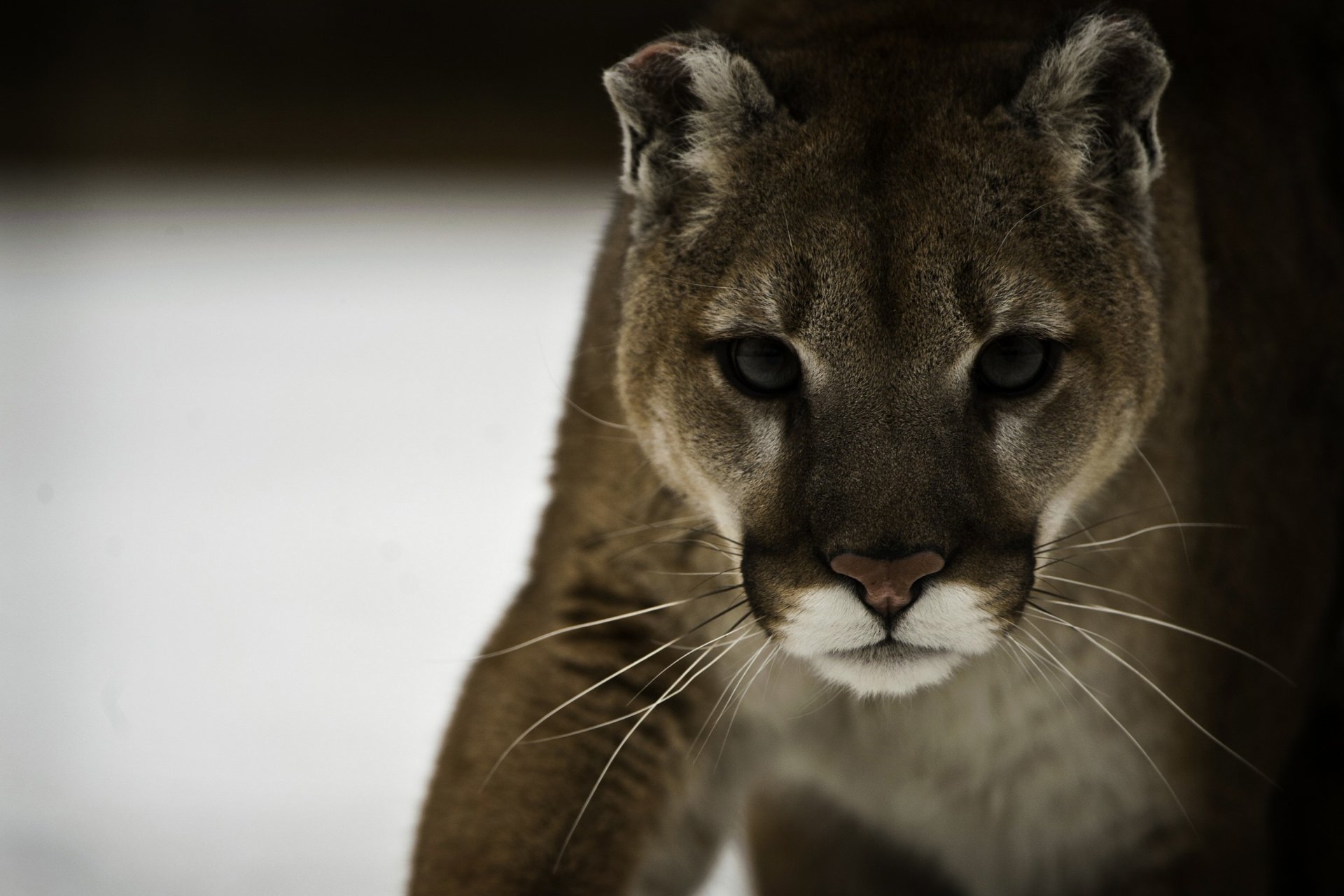 puma kuguar lew górski żbik drapieżnik pysk