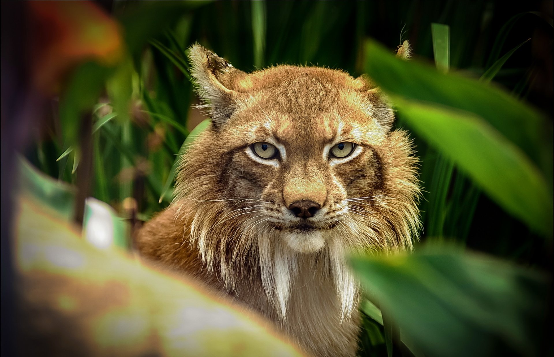 lince predatore vista fogliame sfocatura