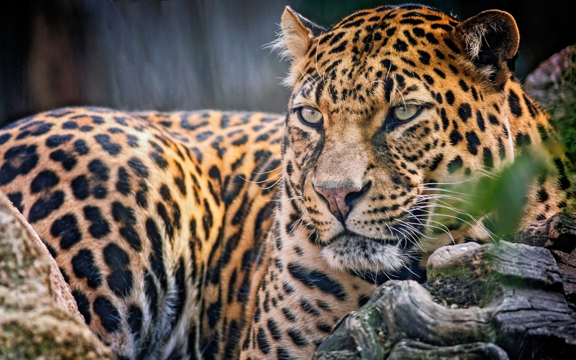 leopard predator view