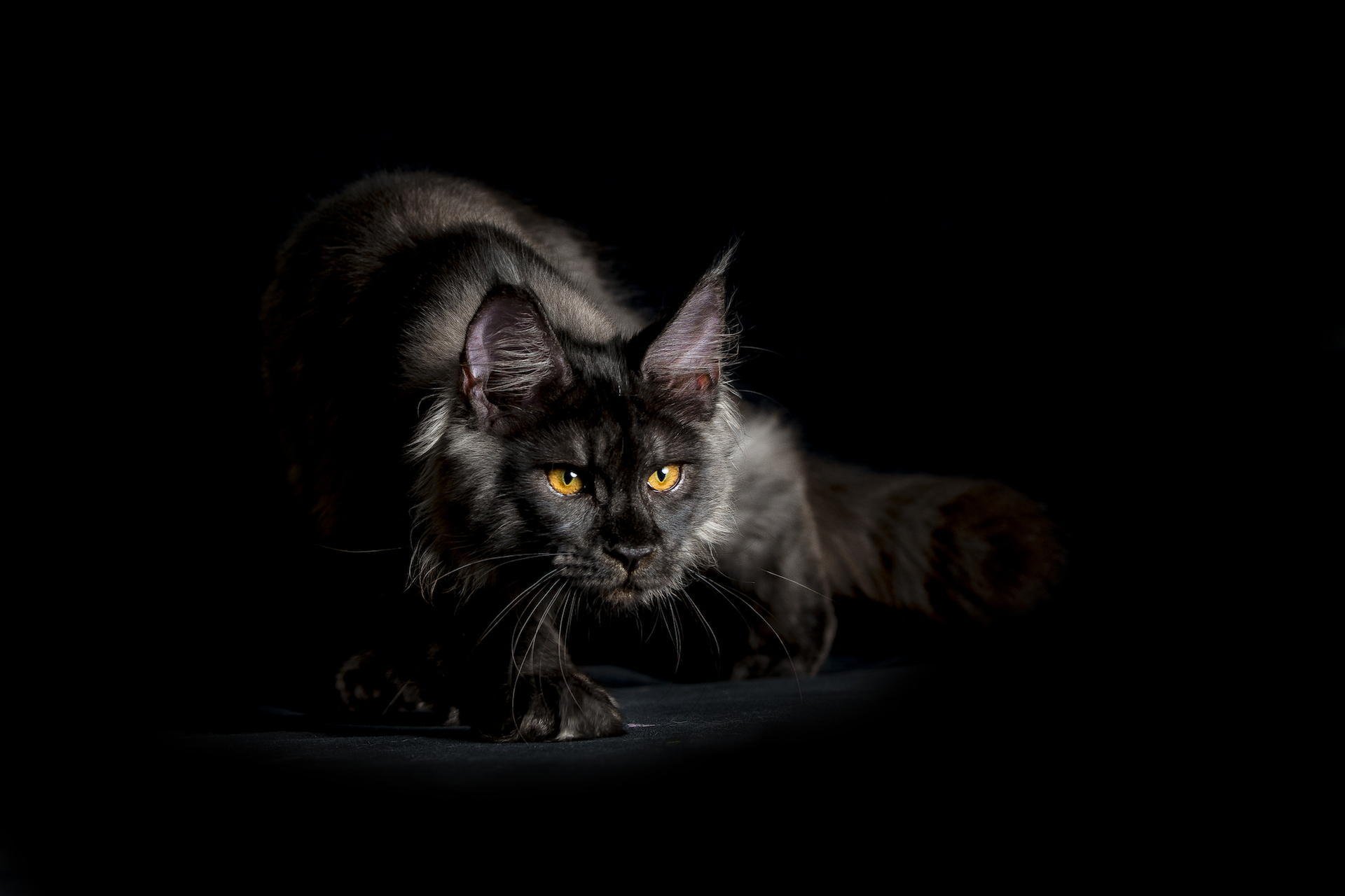 maine coon katze schwarz zottig blick hintergrund