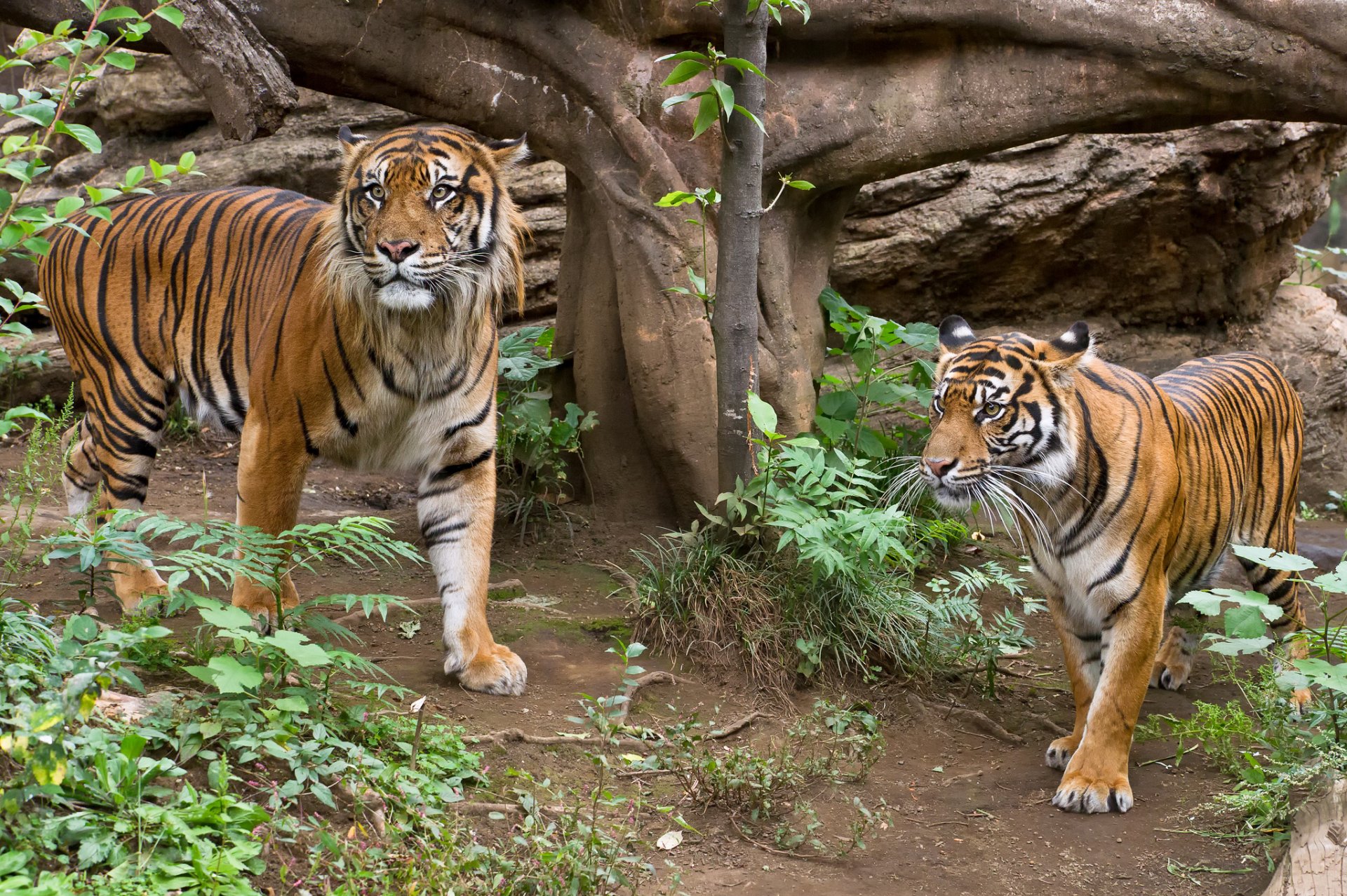 tigre sumatra gato pareja hierba