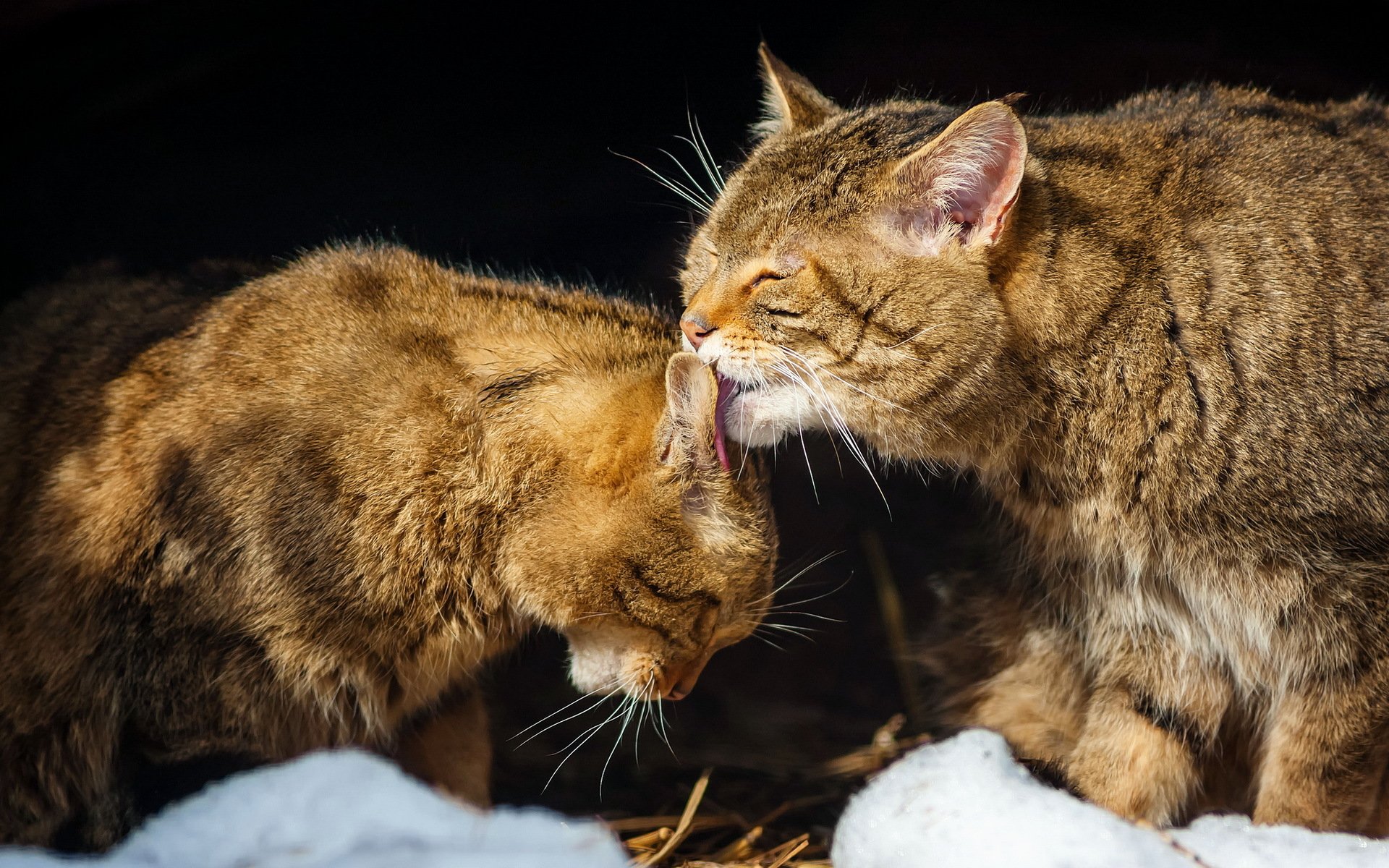 cats nature background