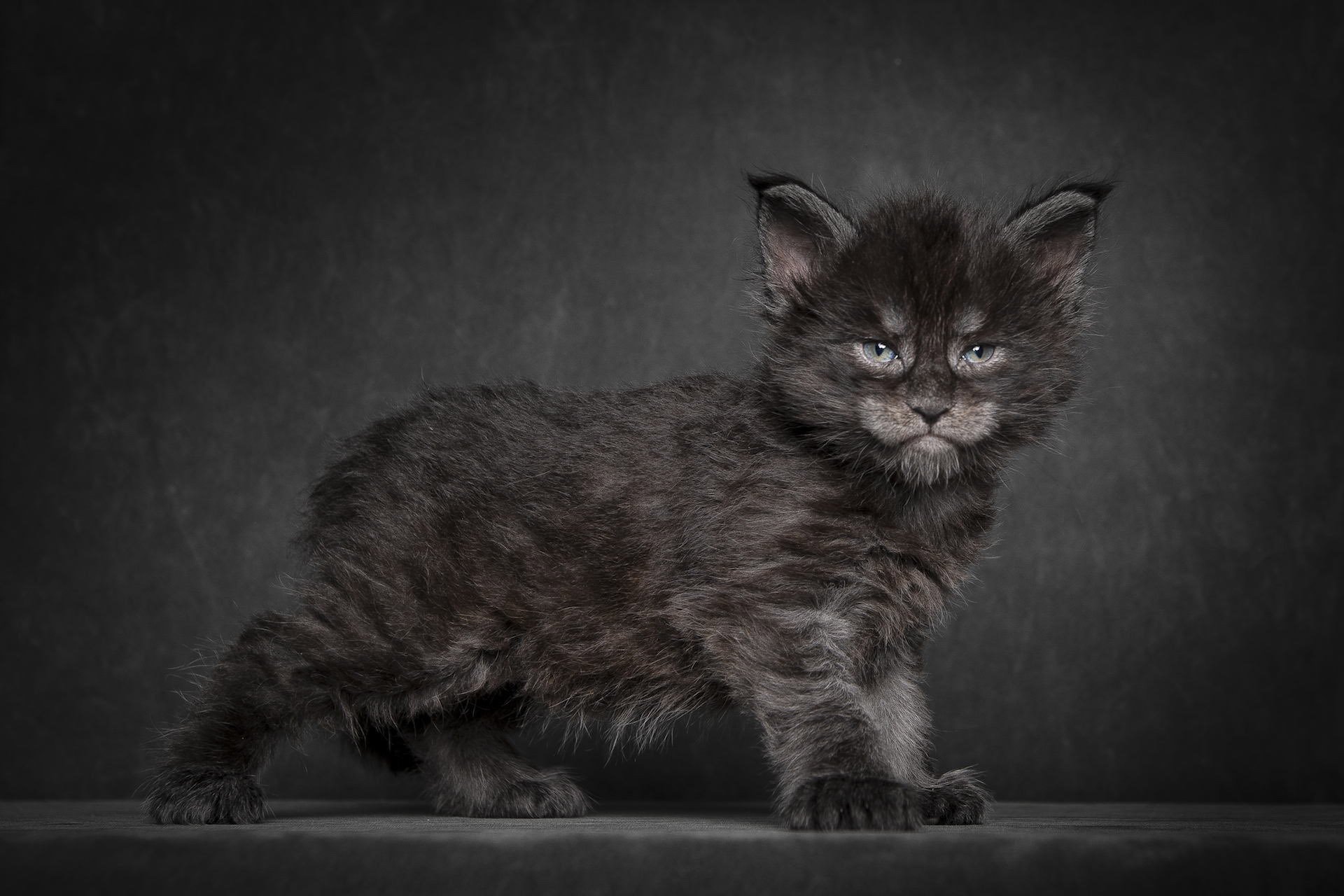 maine coon gatito gato negro fondo