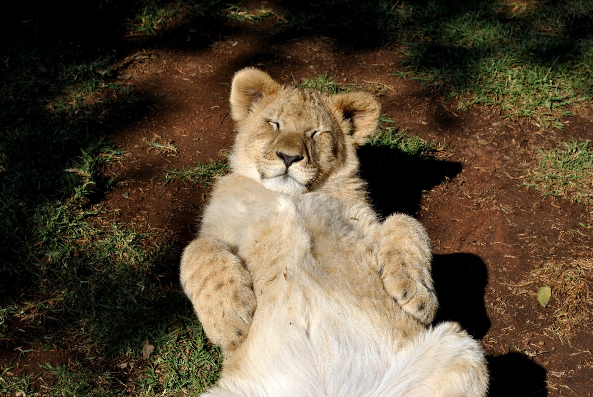 león cachorro de león gato descanso