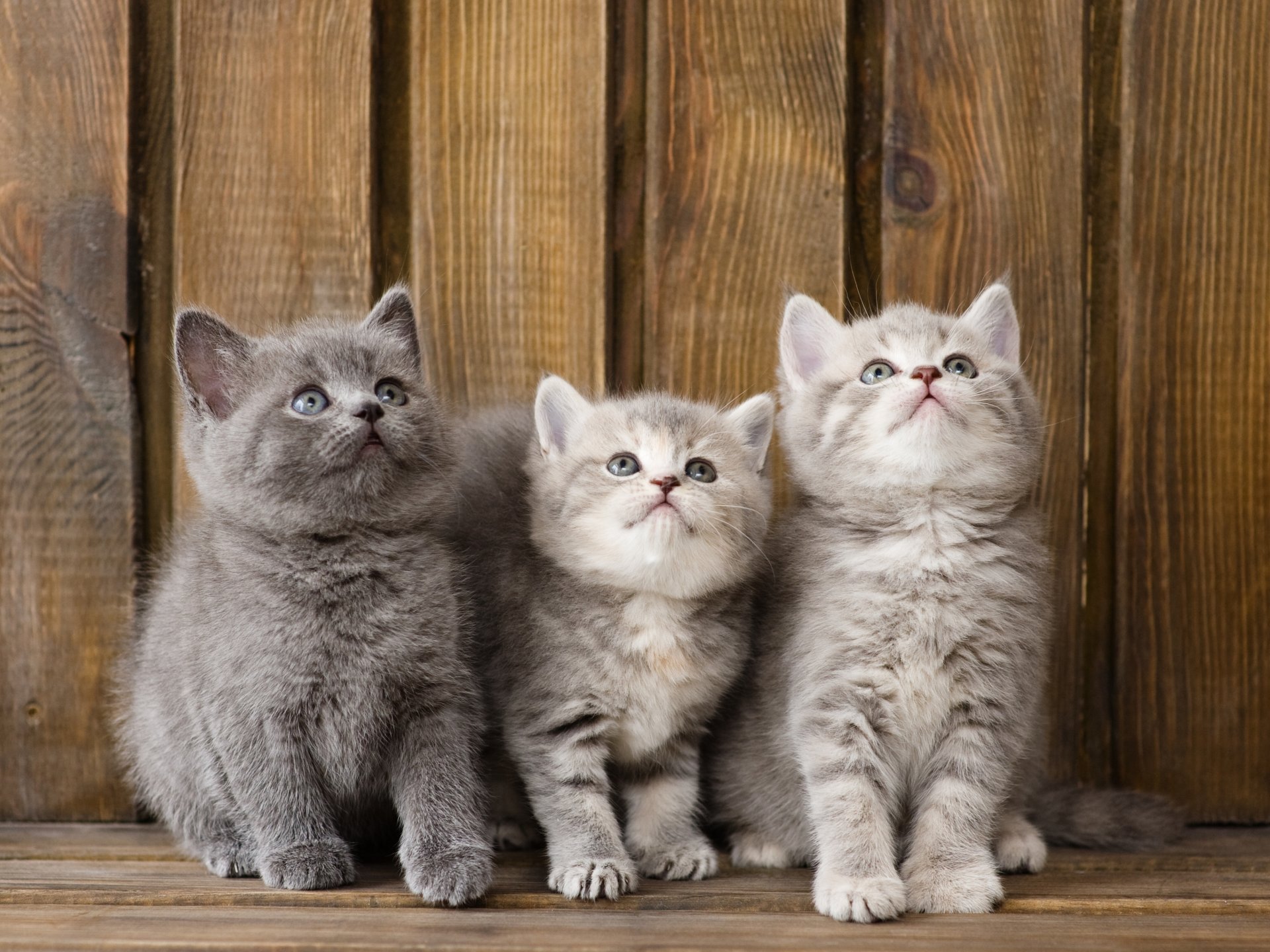 chatons tout-petits trinité trio