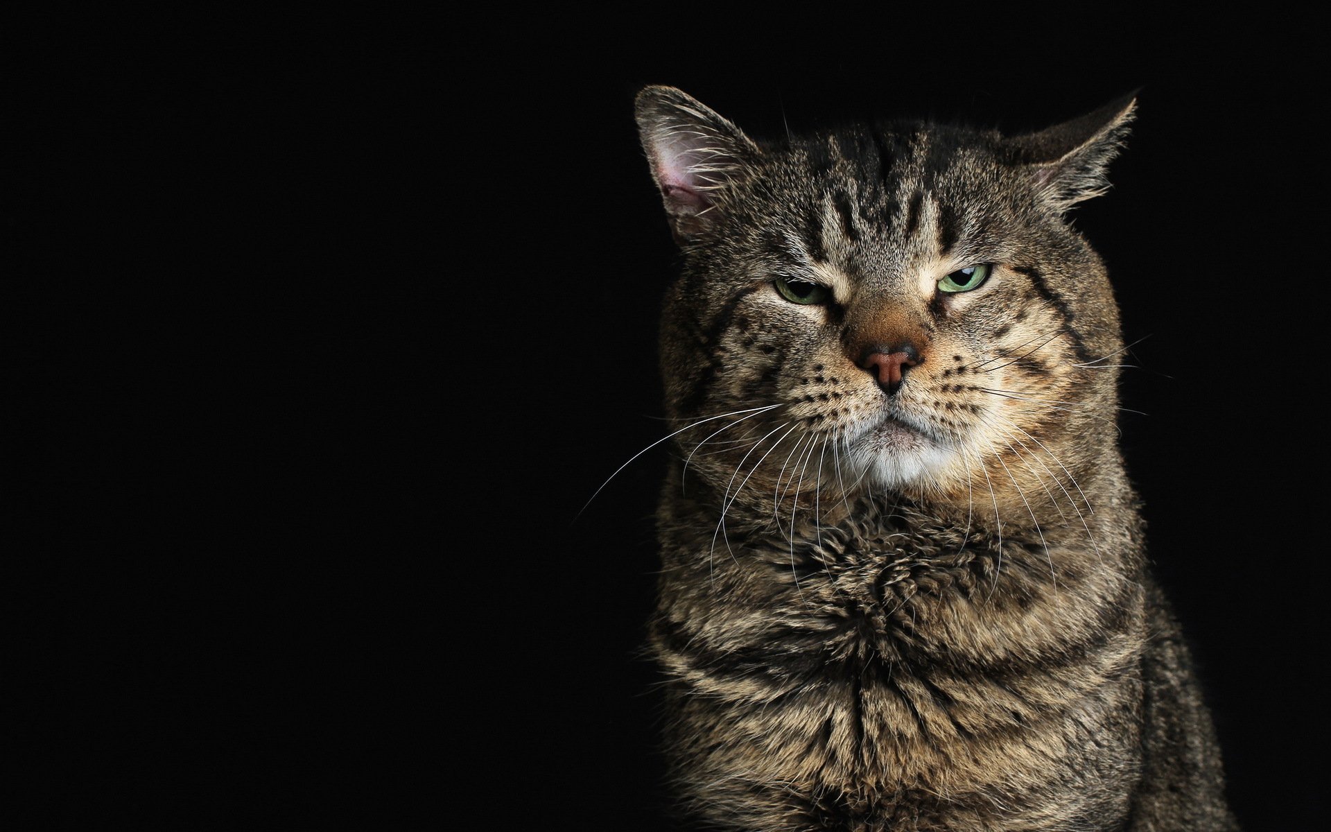 gato mirada fondo