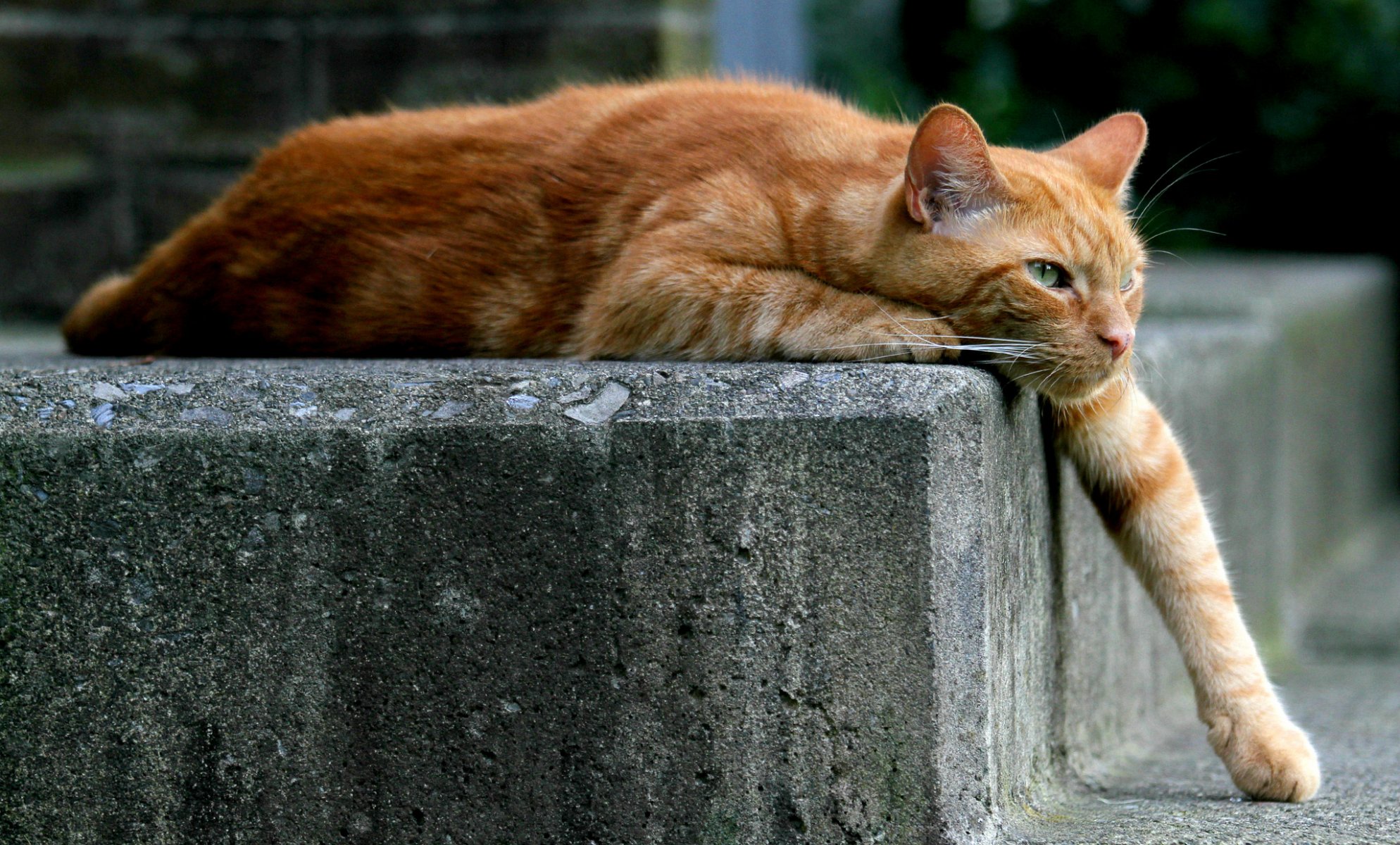 chat chat rousse patte se trouve