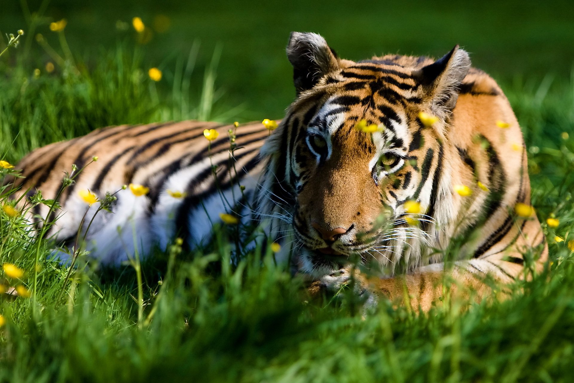 tigre ocio mirada depredador hierba verano