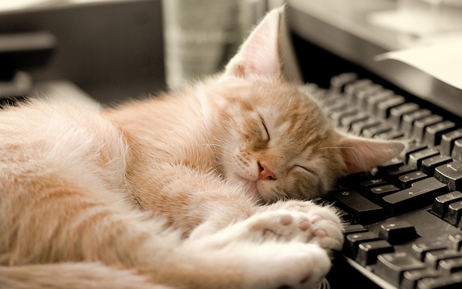 chat dormir clavier