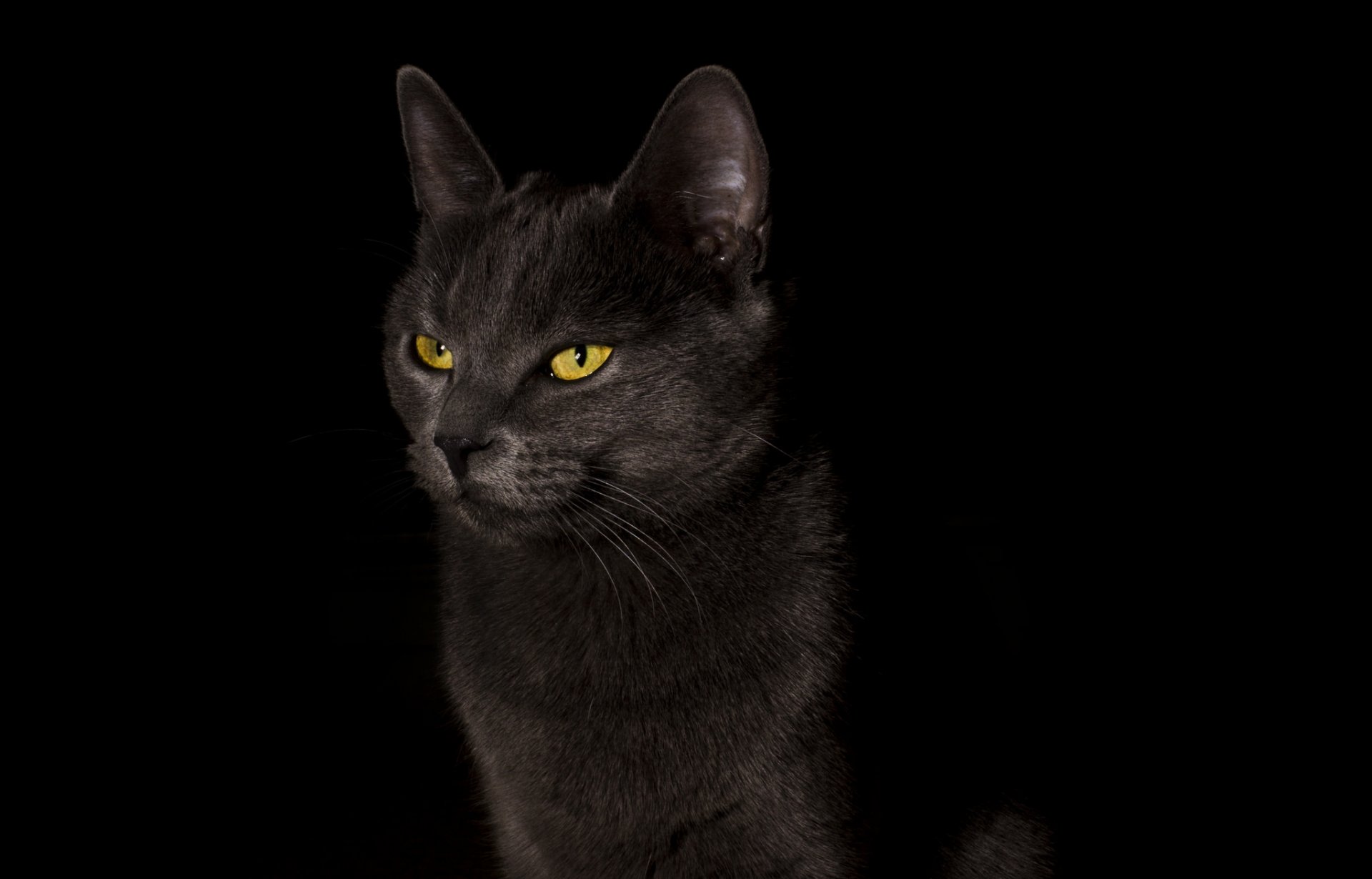 cat cat black background black background wallpaper widescreen fullscreen widescreen widescreen