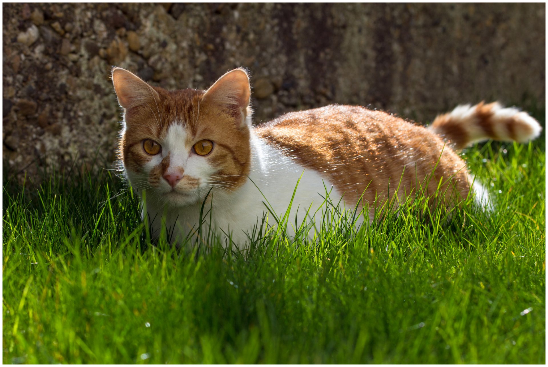 katze tier katze gras hintergrund tapete widescreen vollbild widescreen widescreen