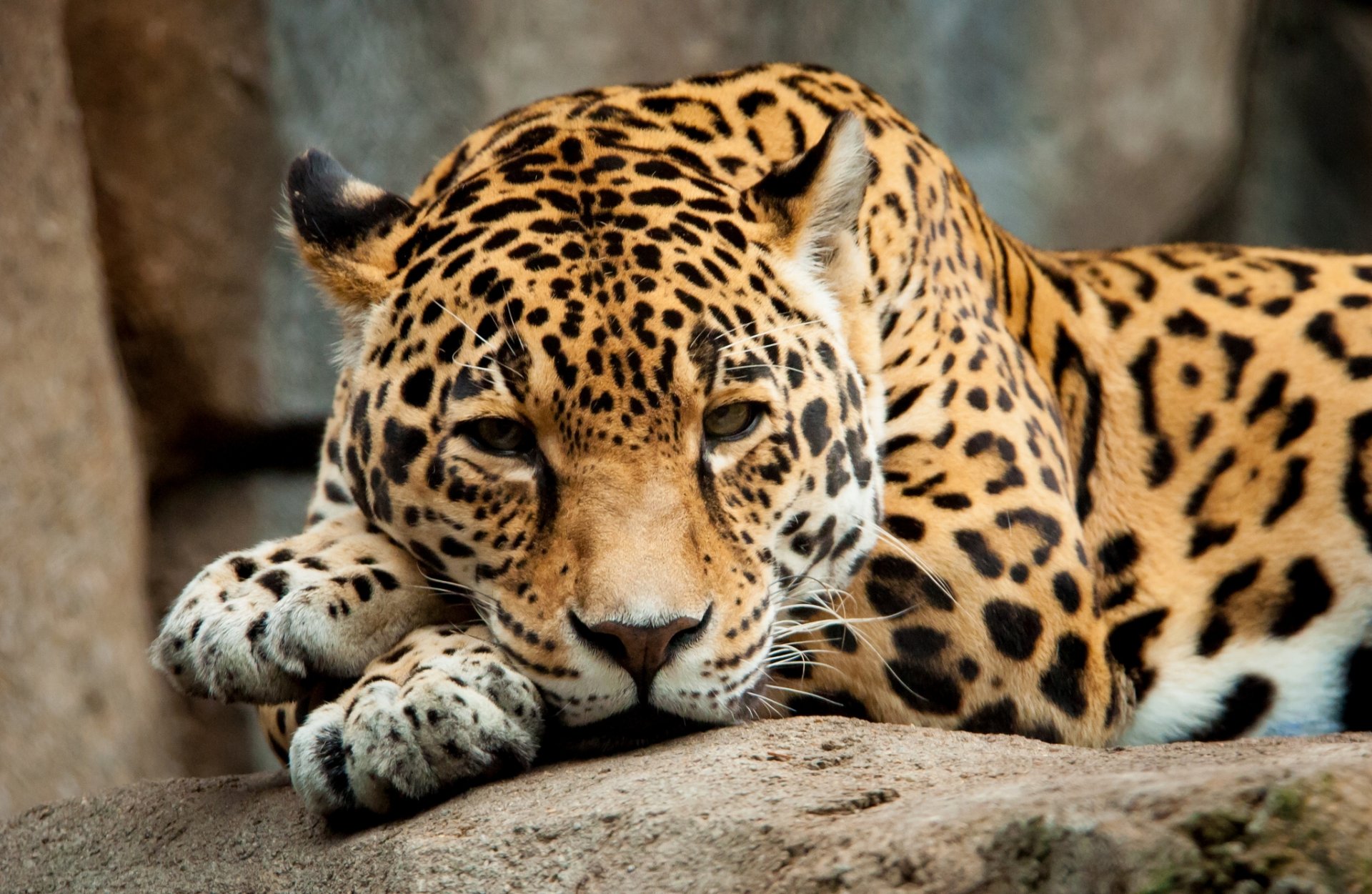 jaguar depredador vista descanso