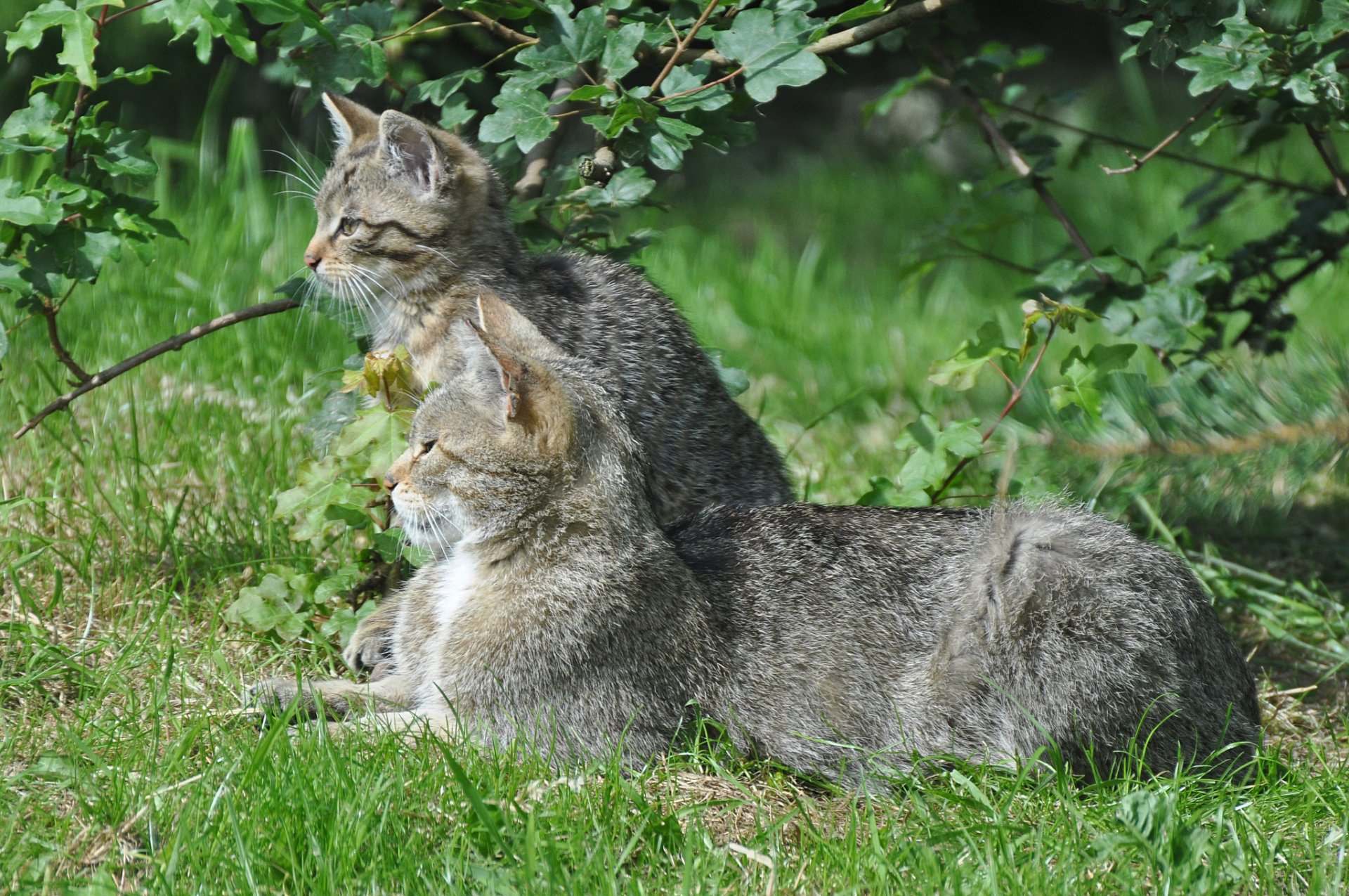 wildkatze europäische katze kätzchen gras grün sommer