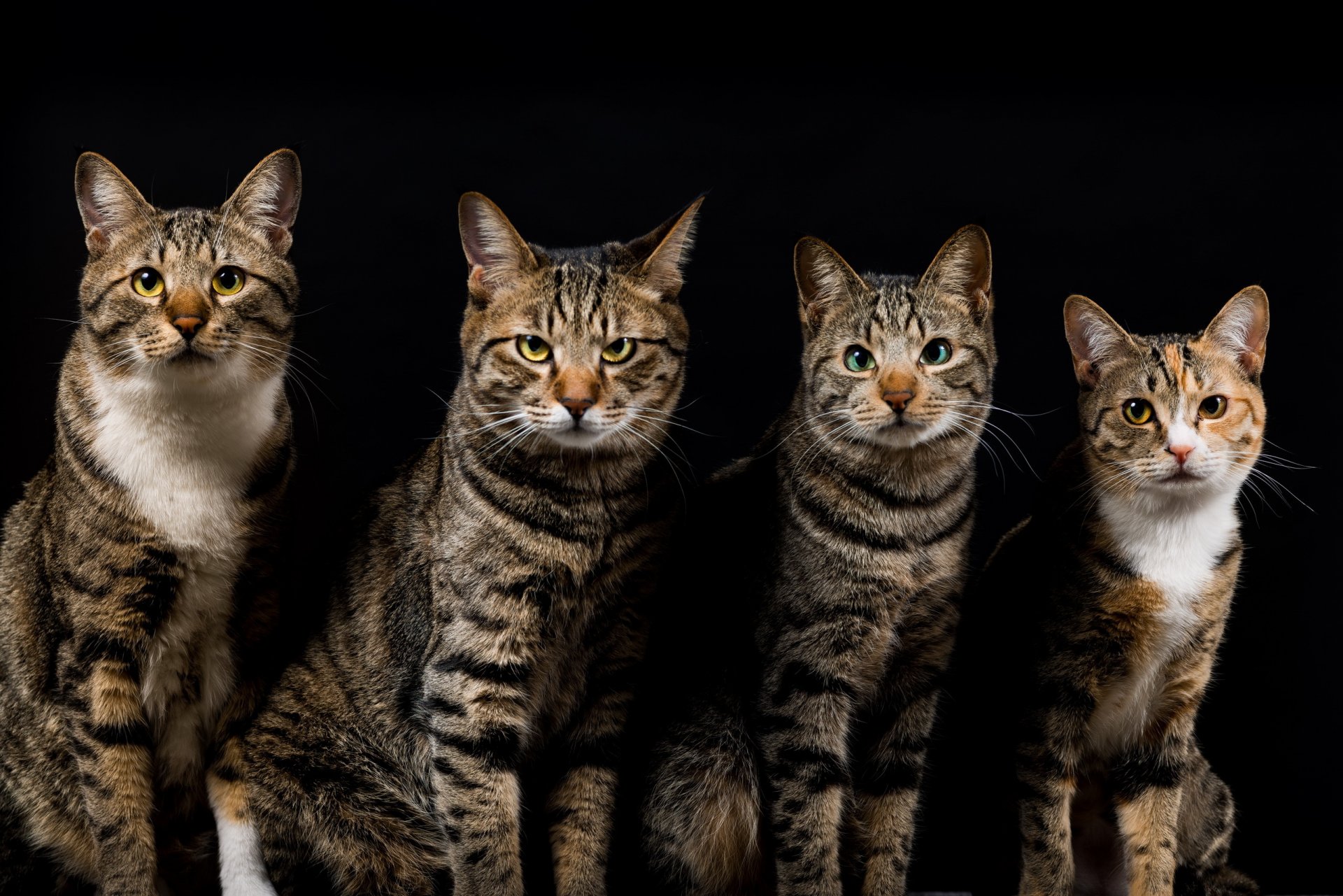 gatti gatti quattro grigio a strisce sfondo scuro