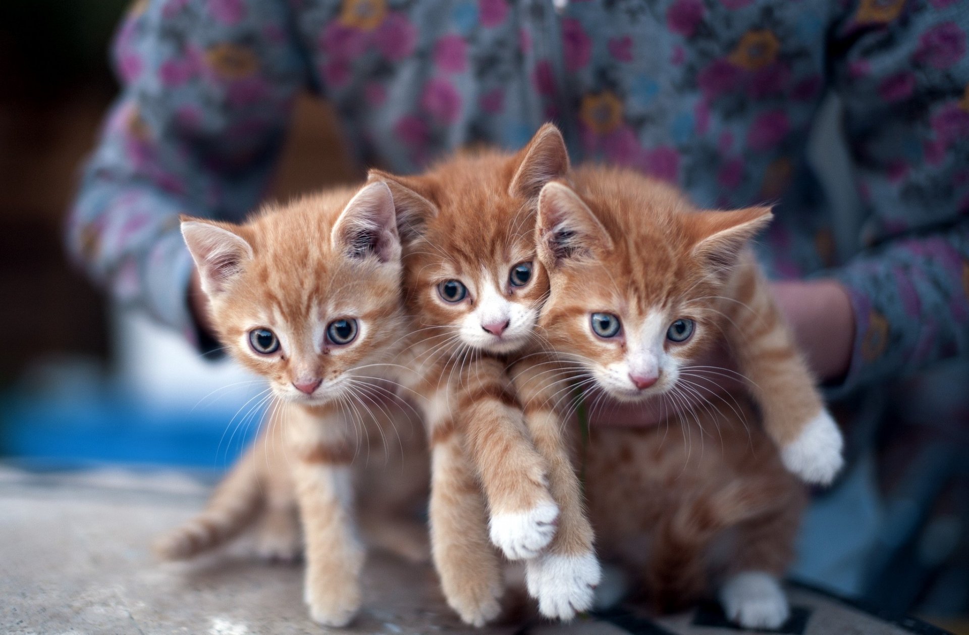 chatons roux chats trois trois