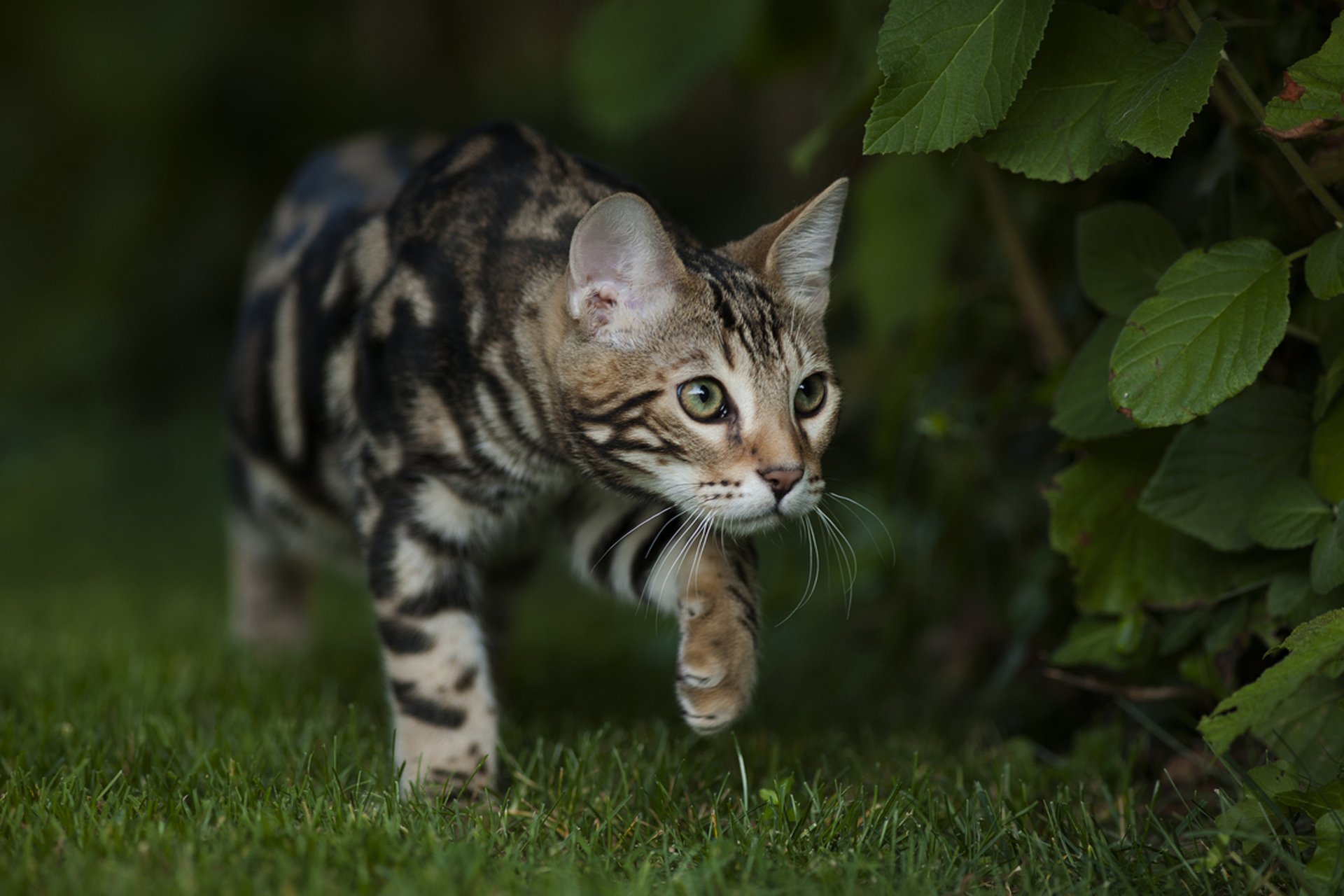 katze bengali bengal farbe ansicht garten gras sommer