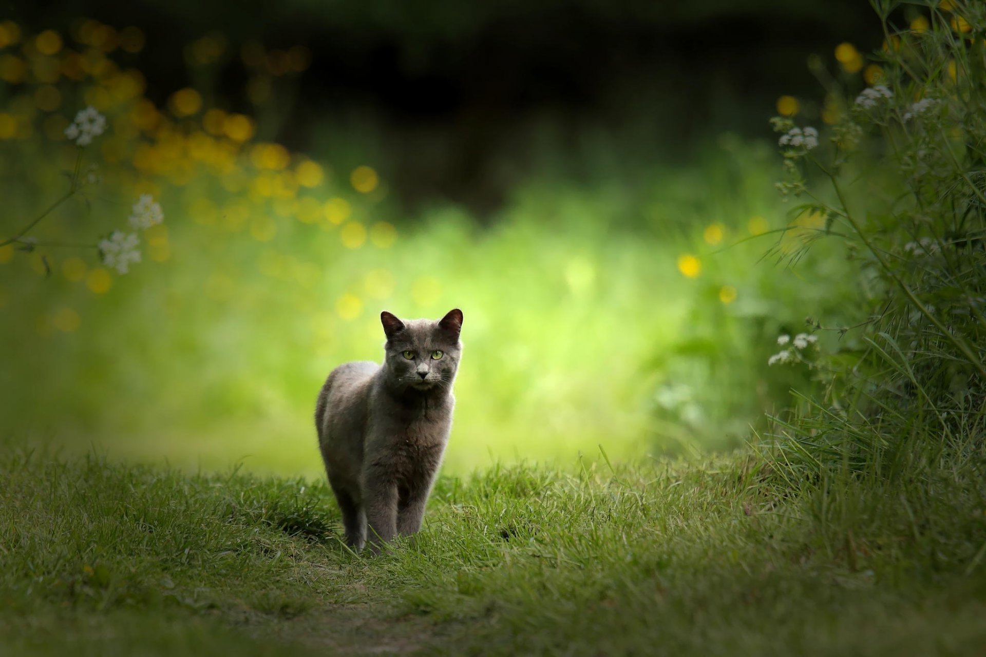 gato naturaleza gato gris