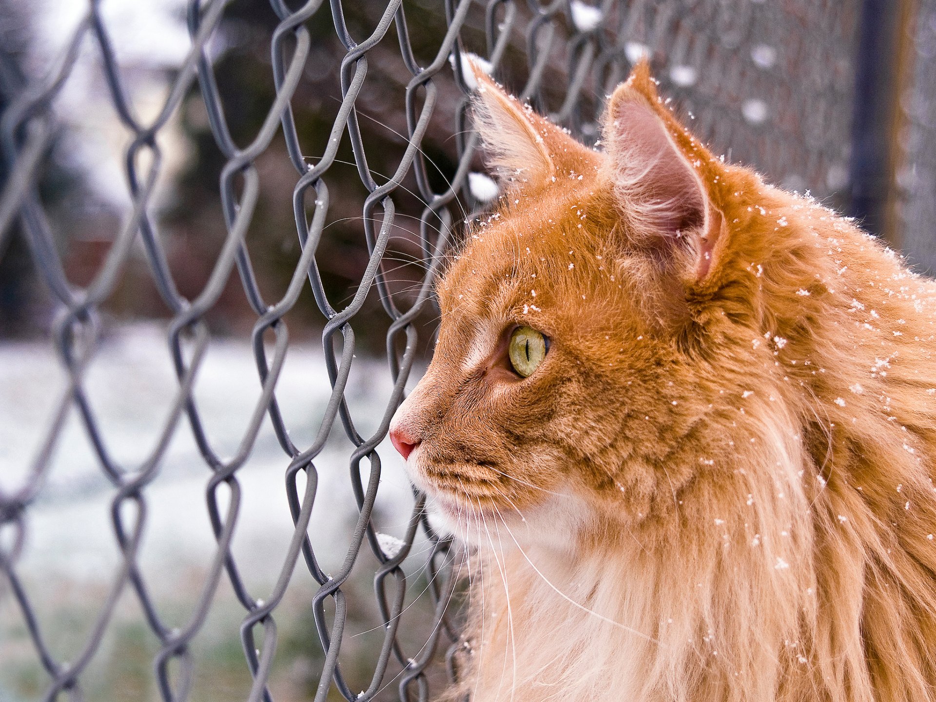 gatto gatto maine coon rossa neve inverno griglia vista