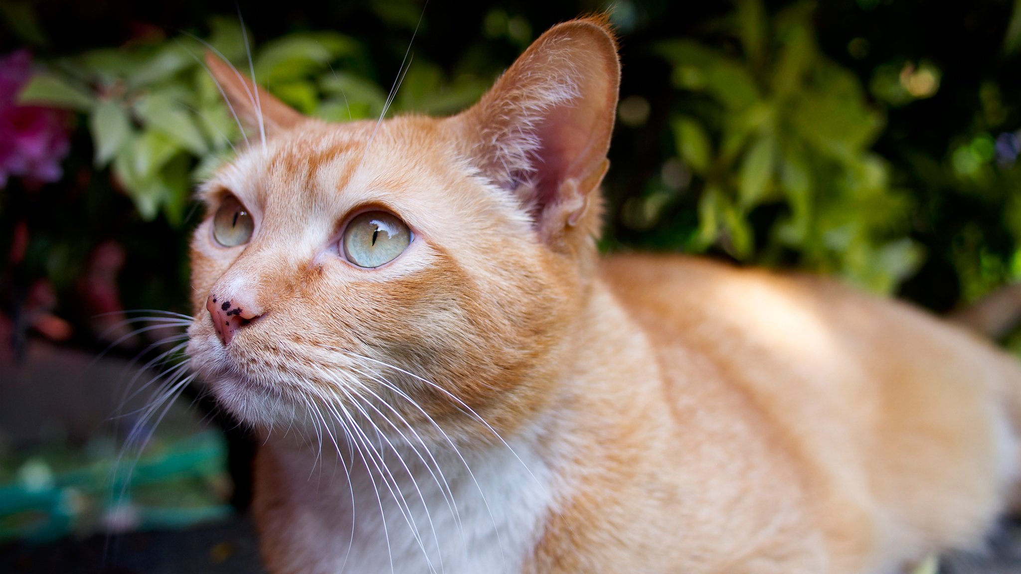 pelirroja gato mirada