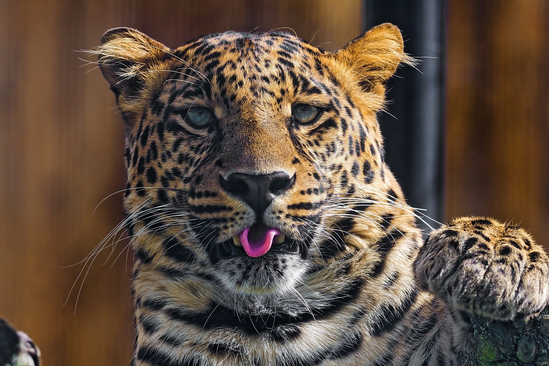 leopard blick schnauze zunge