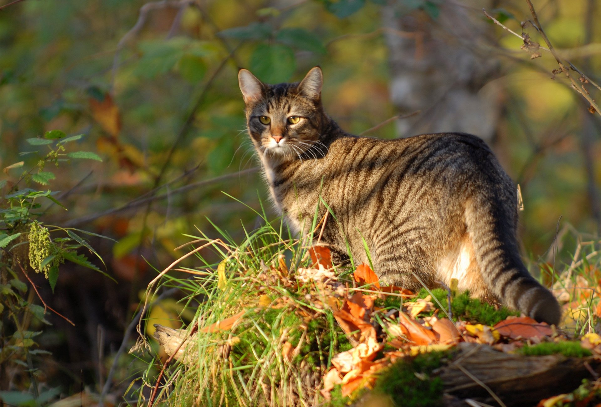 chat chat nature feuilles herbe marche