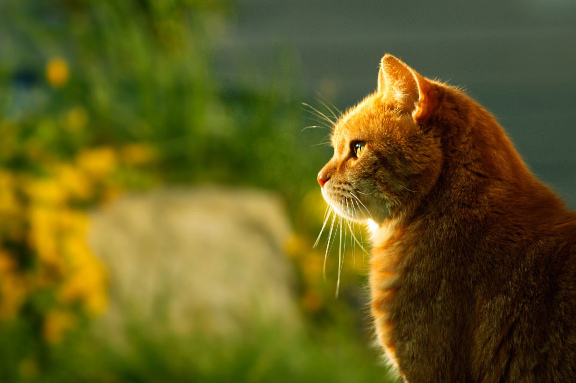 gato pelirroja sentado perfil luz desenfoque