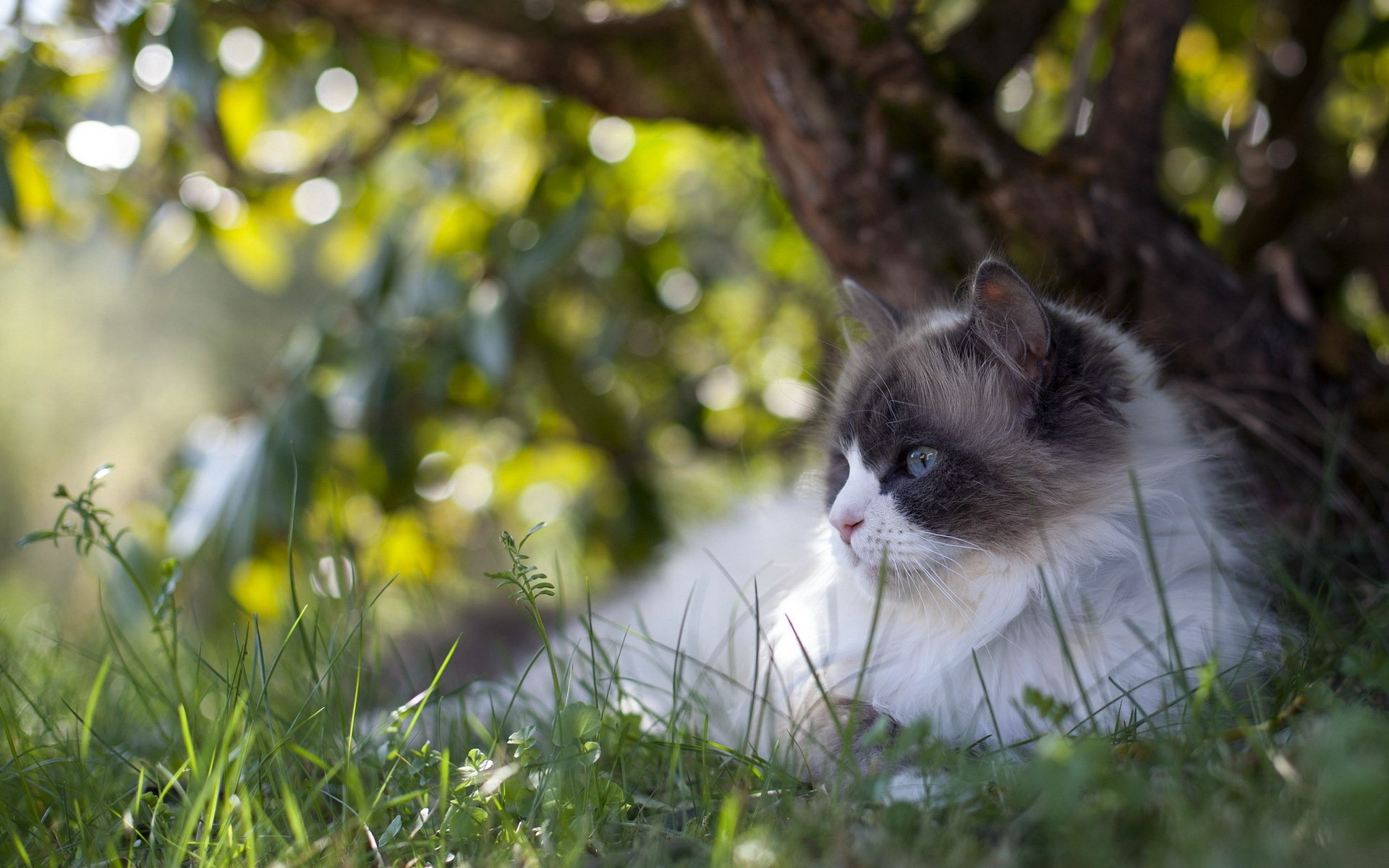 gatto estate natura