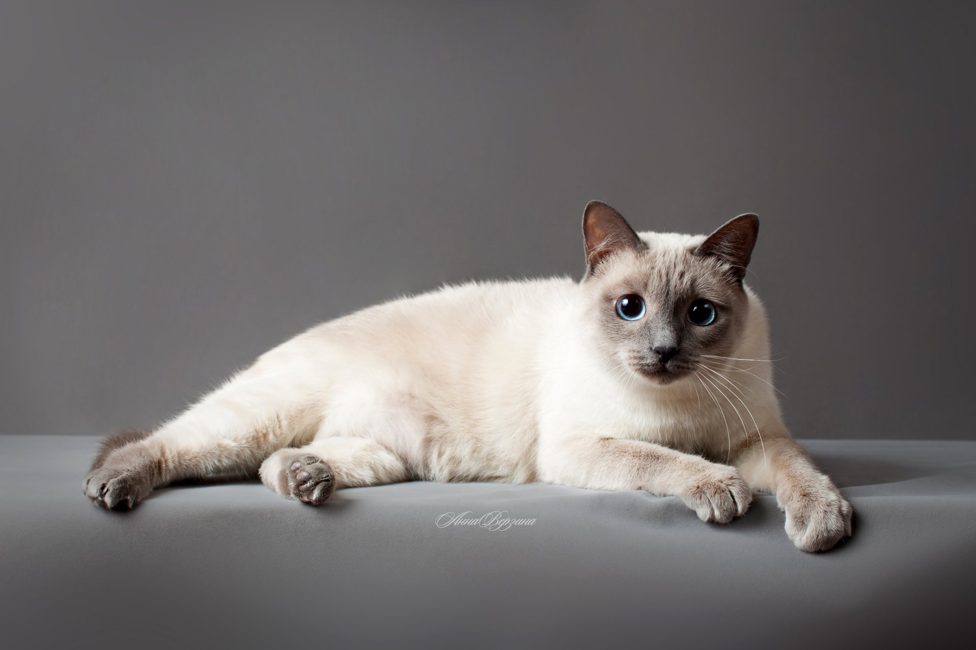 thai cat thai cat cat cat eyes gray background