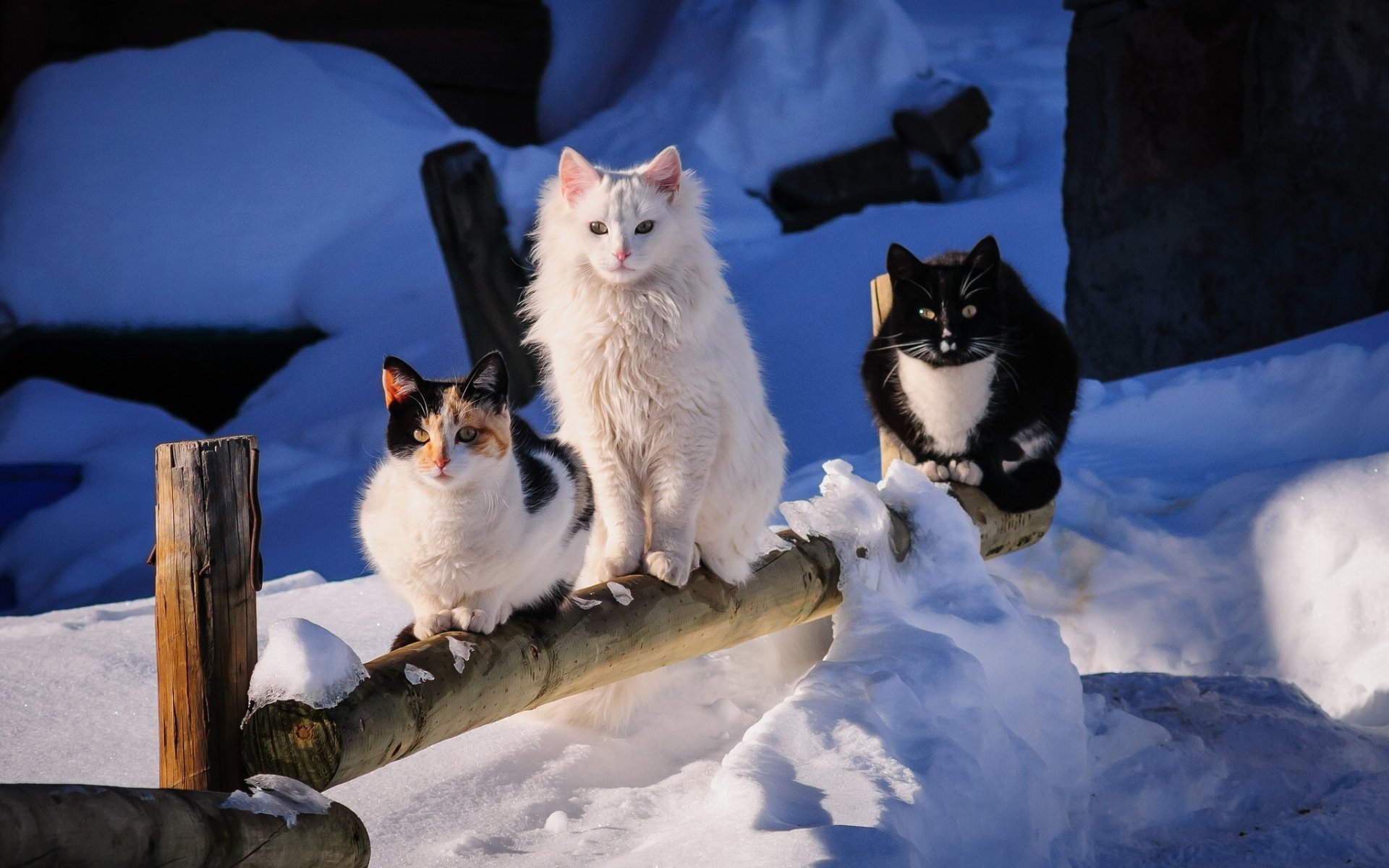 trio hiver neige amis