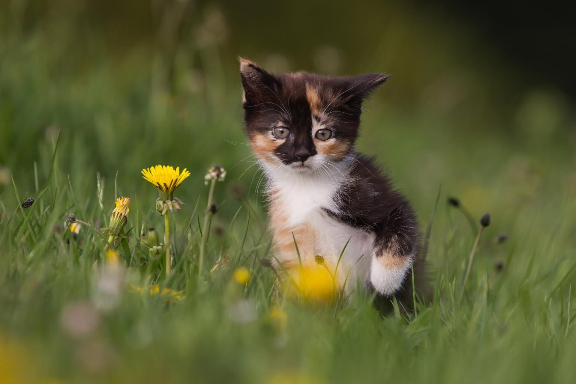 gatto gattino erba denti di leone fiori natura