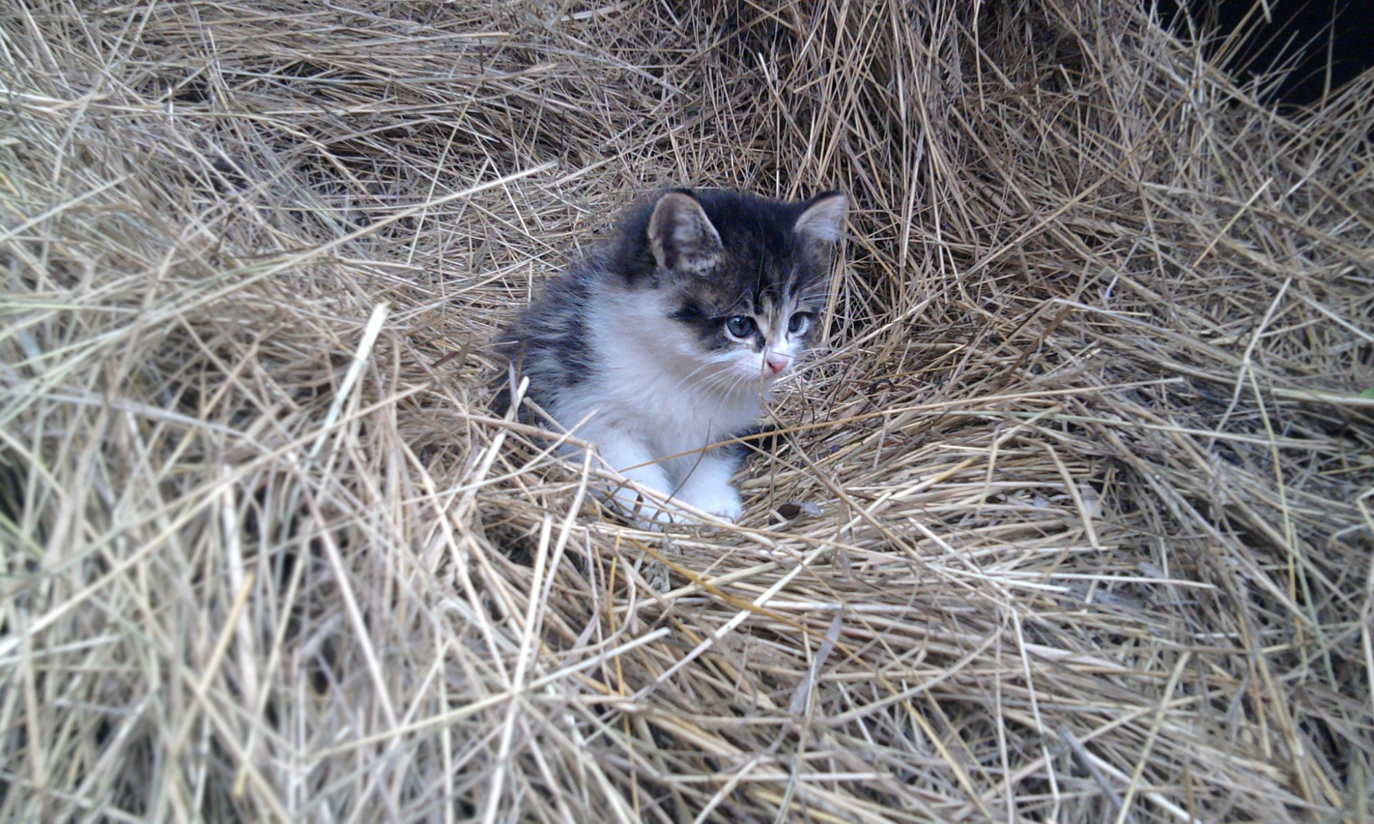 kitten close up hay cat animal