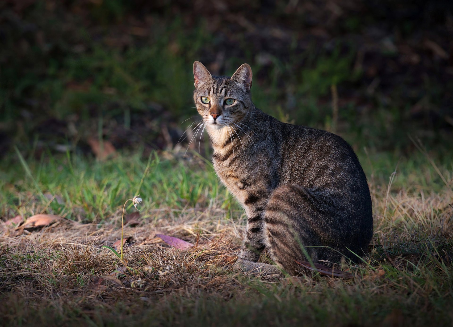 herbe chat gris regard