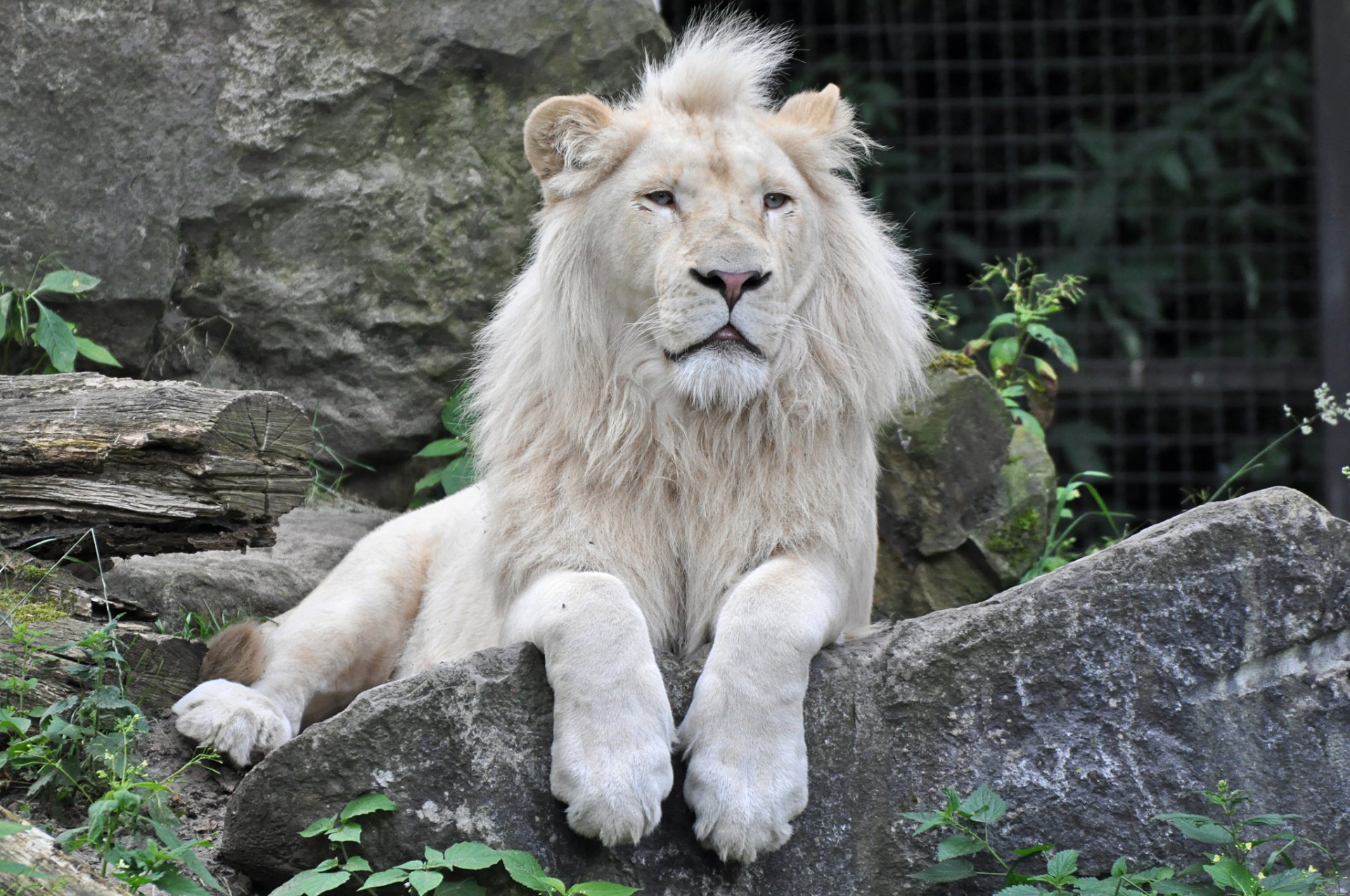 león blanco gato piedra