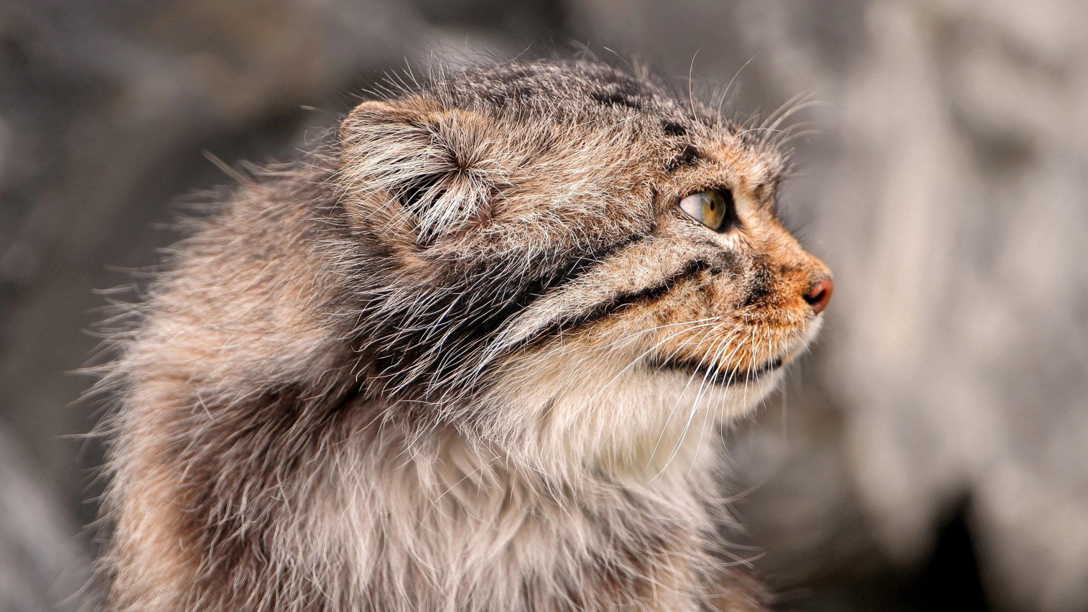 manul gato gato hocico bigote patas cola