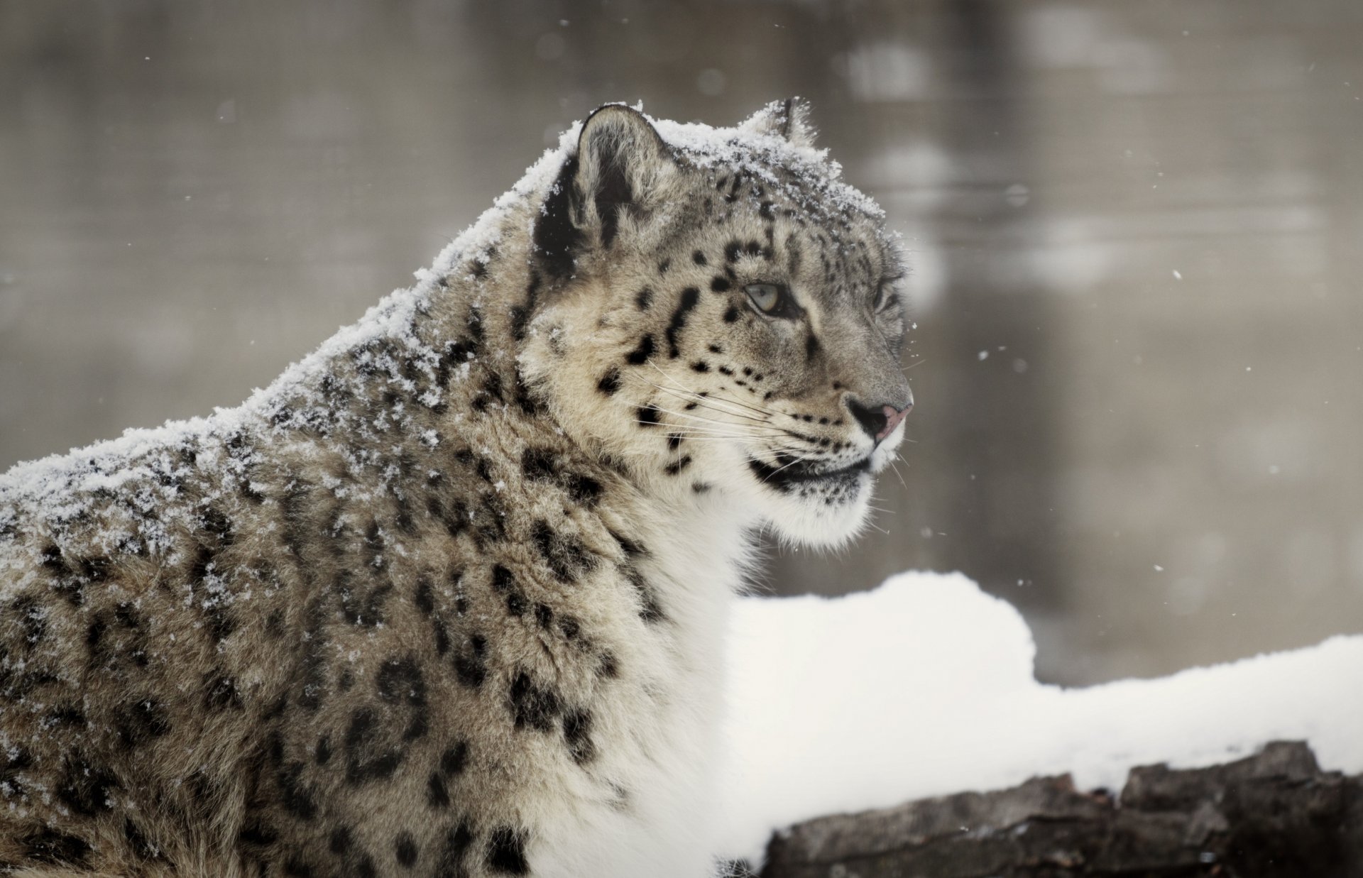 leopardo de las nieves irbis gato salvaje depredador hocico invierno nieve