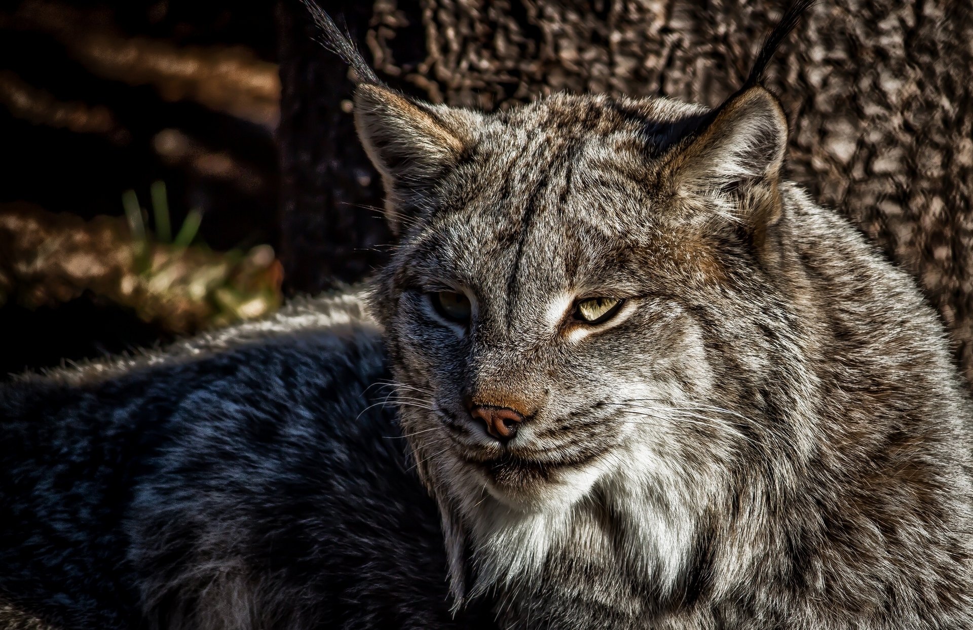 lynx prédateur chat