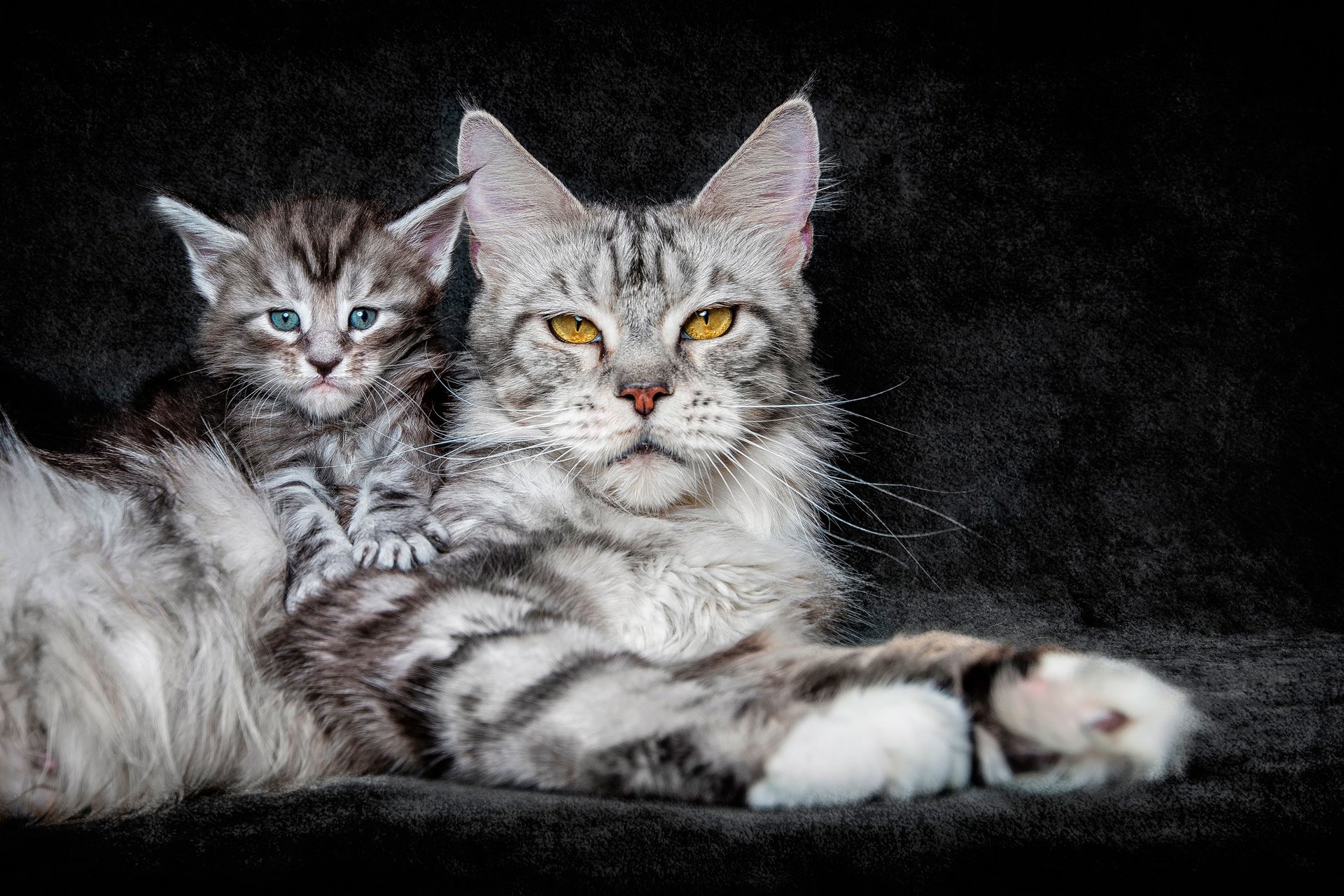 chat fond maine coon