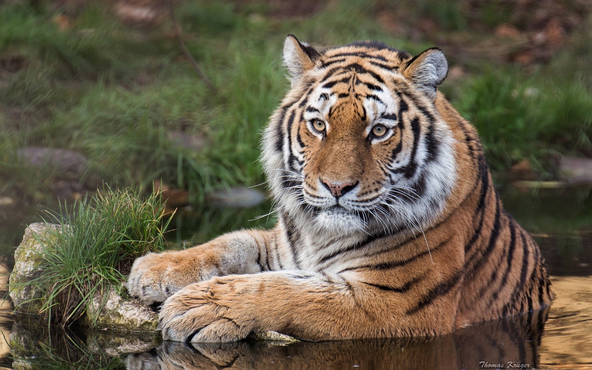 amur-tiger tiger wildkatze raubtier blick wasser