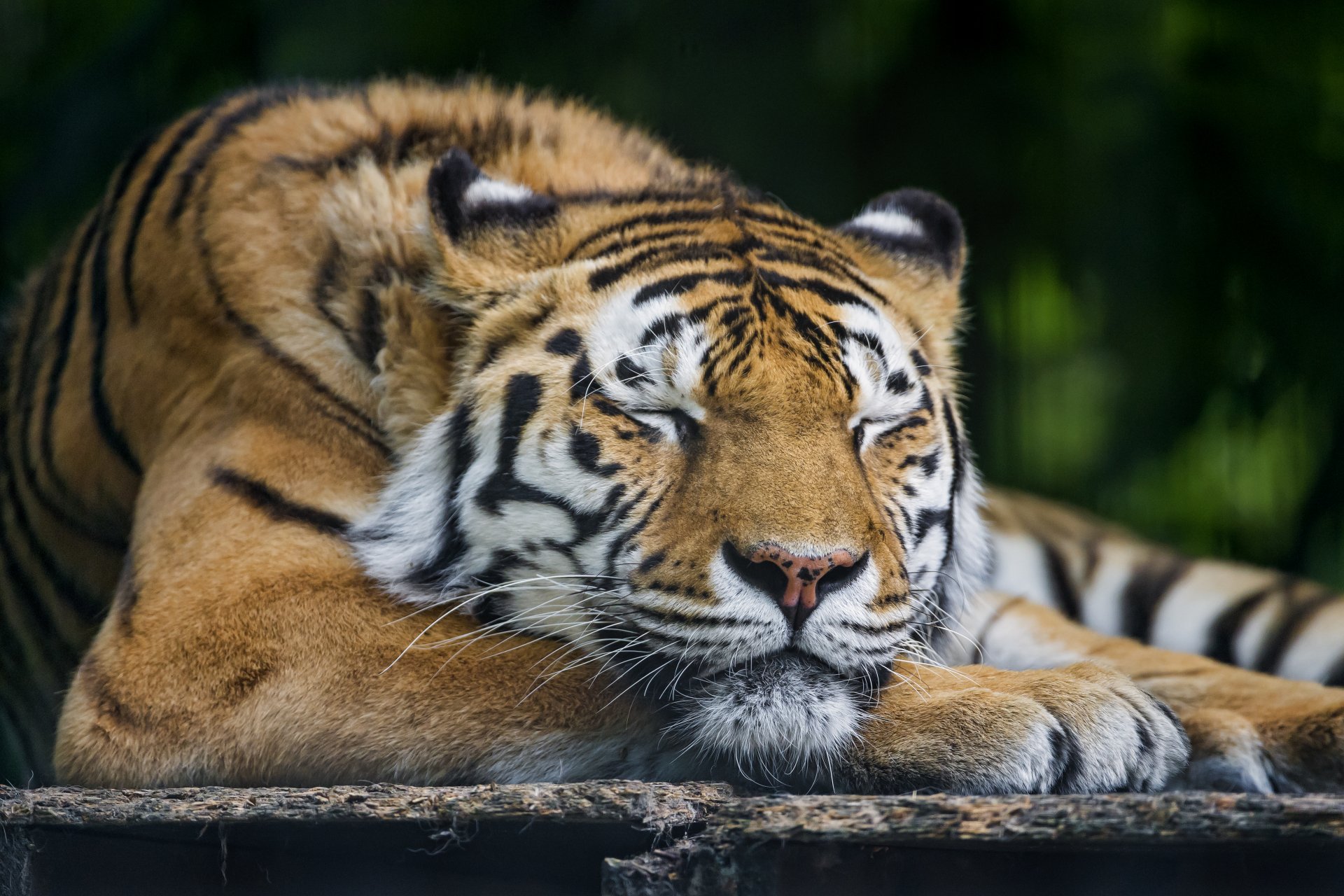 amur-tiger katze schlafen schlafen ©tambako der jaguar