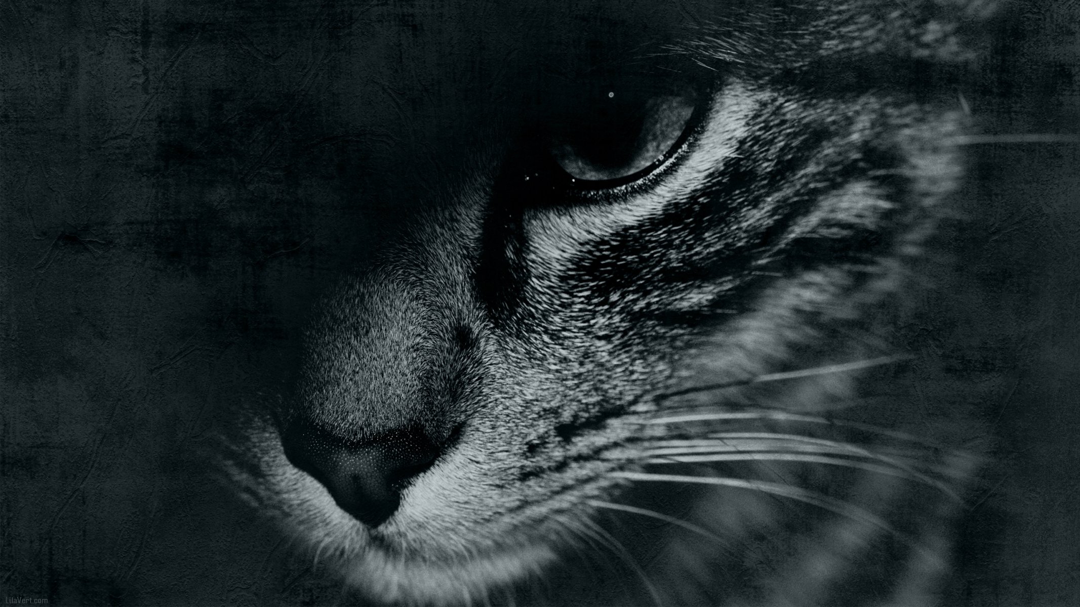 gato hocico ojo bigote blanco y negro cara ojos blanco y negro fondo papel pintado widescreen pantalla completa widescreen widescreen