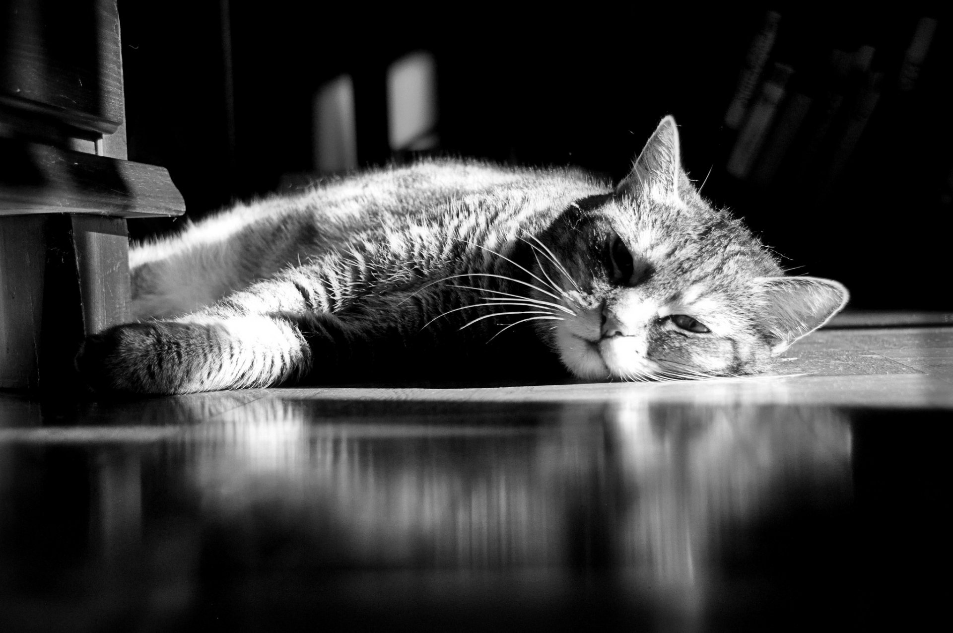 cat cat striped lying resting