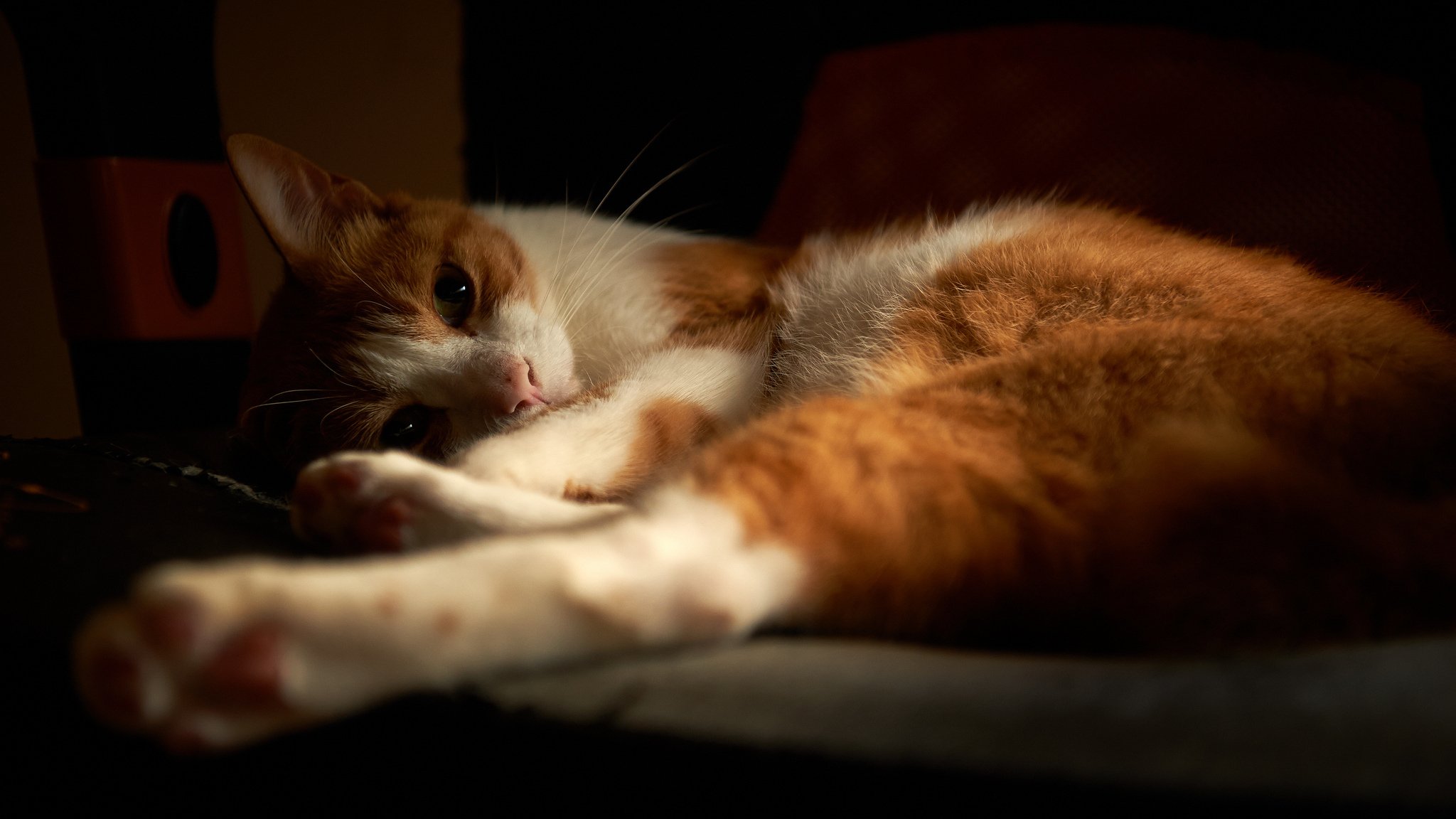 chat chat blanc-rouge pattes