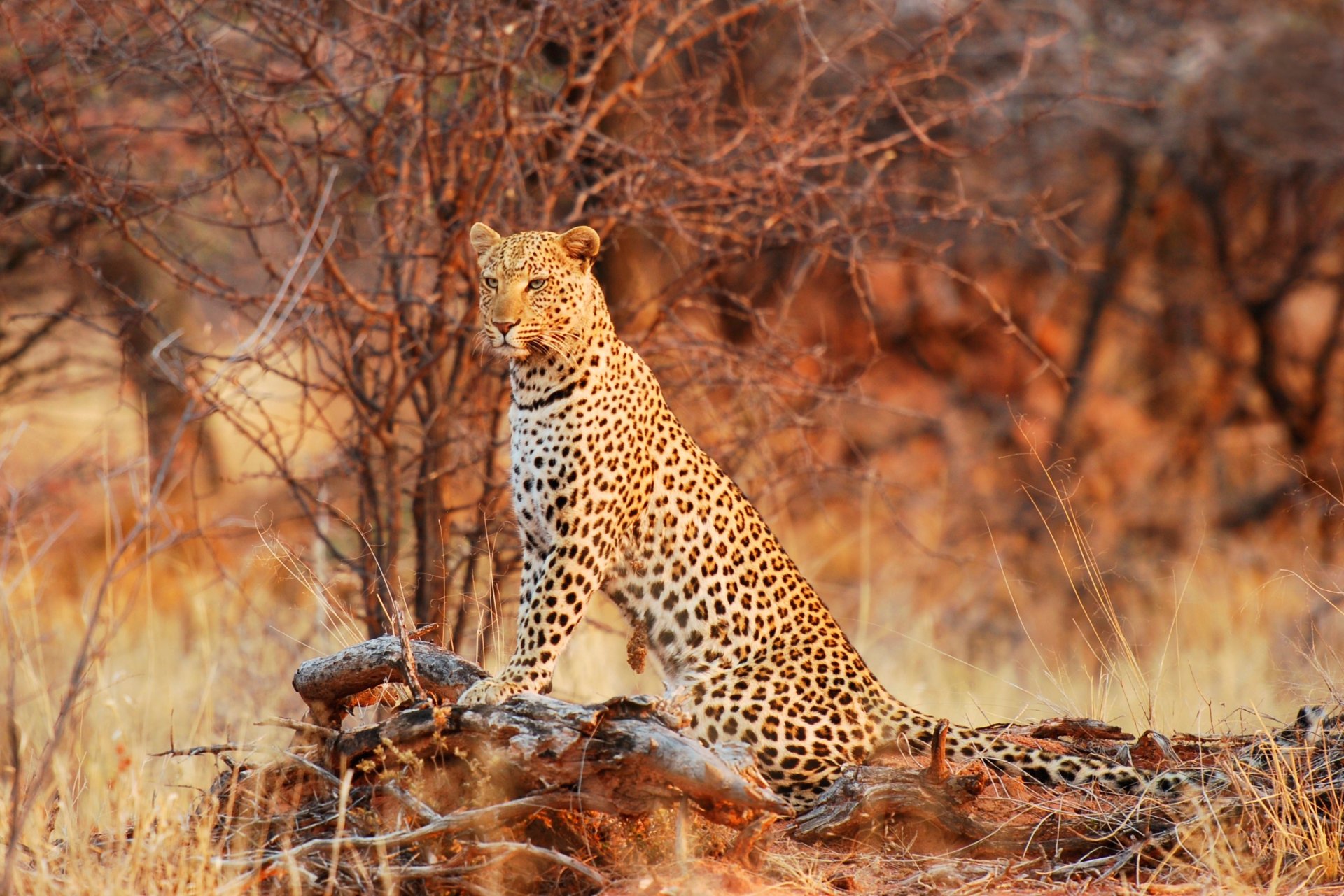 königin des busches leopard tierwelt