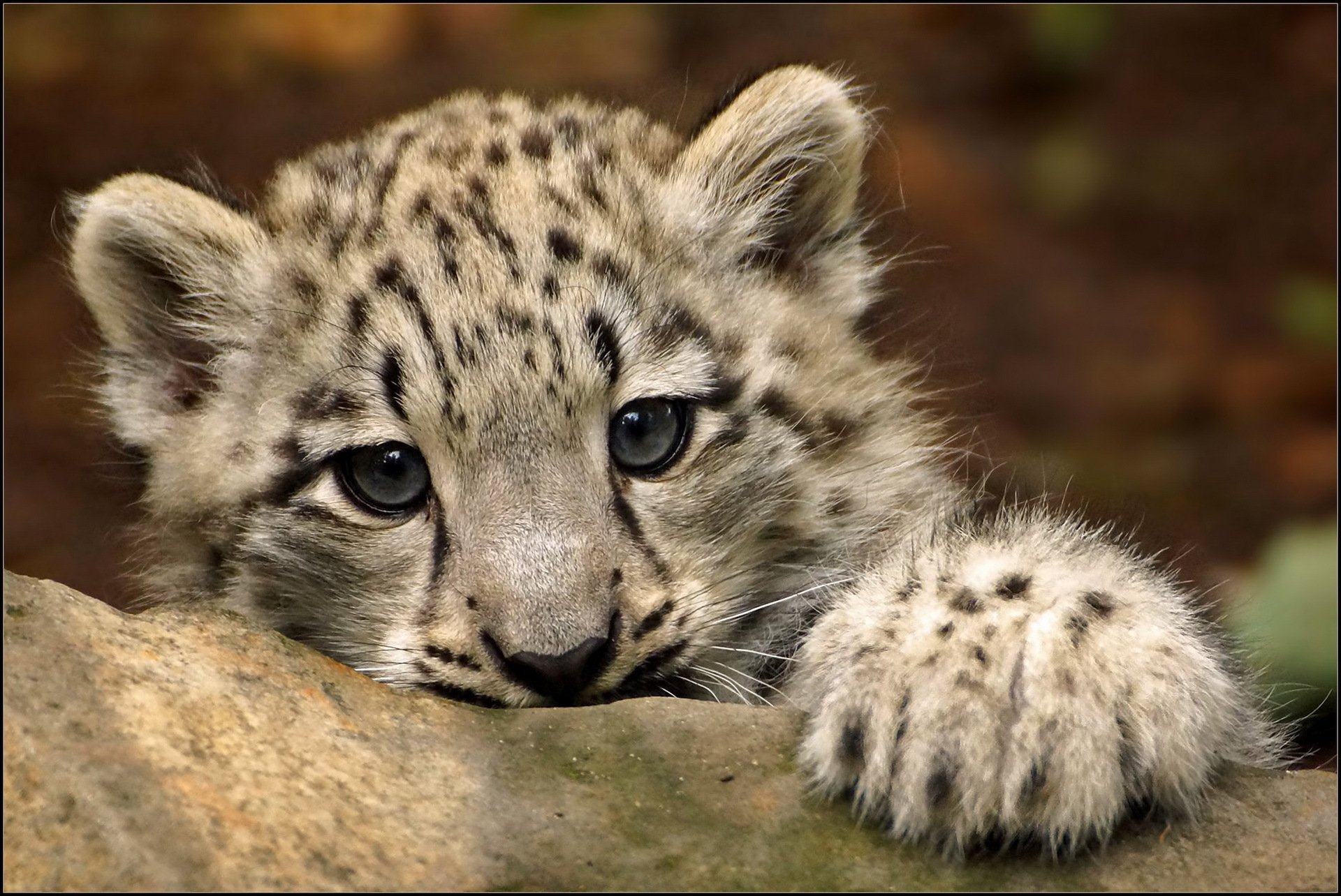 now leopard snow leopard paw gaze