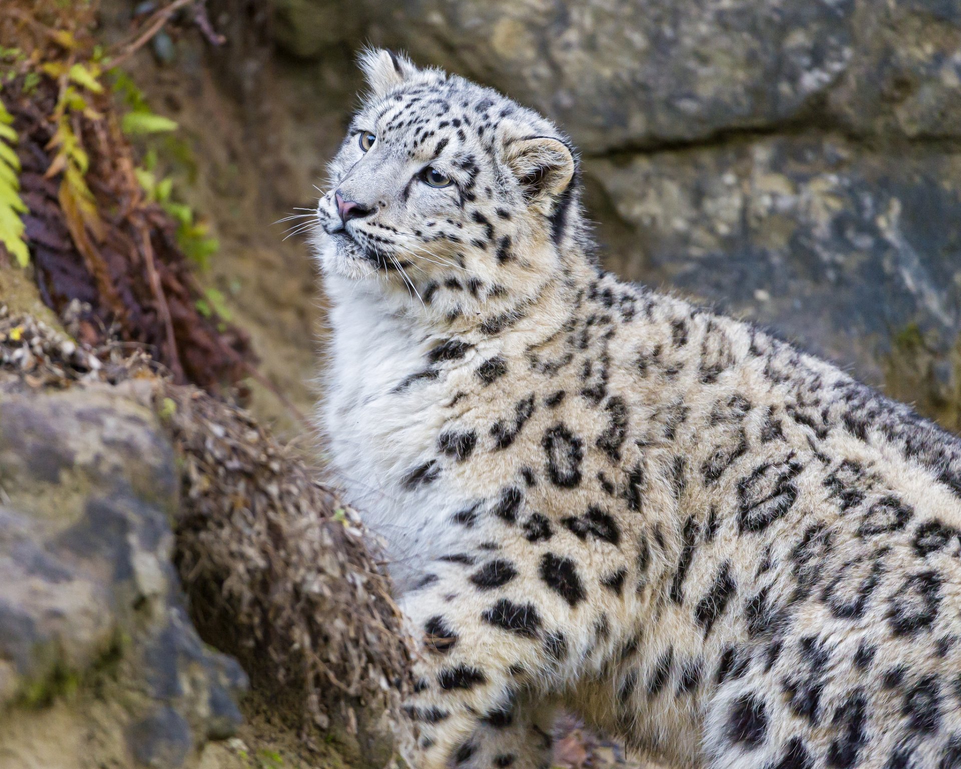 leopardo de las nieves irbis gato gatito mirada ©tambako the jaguar