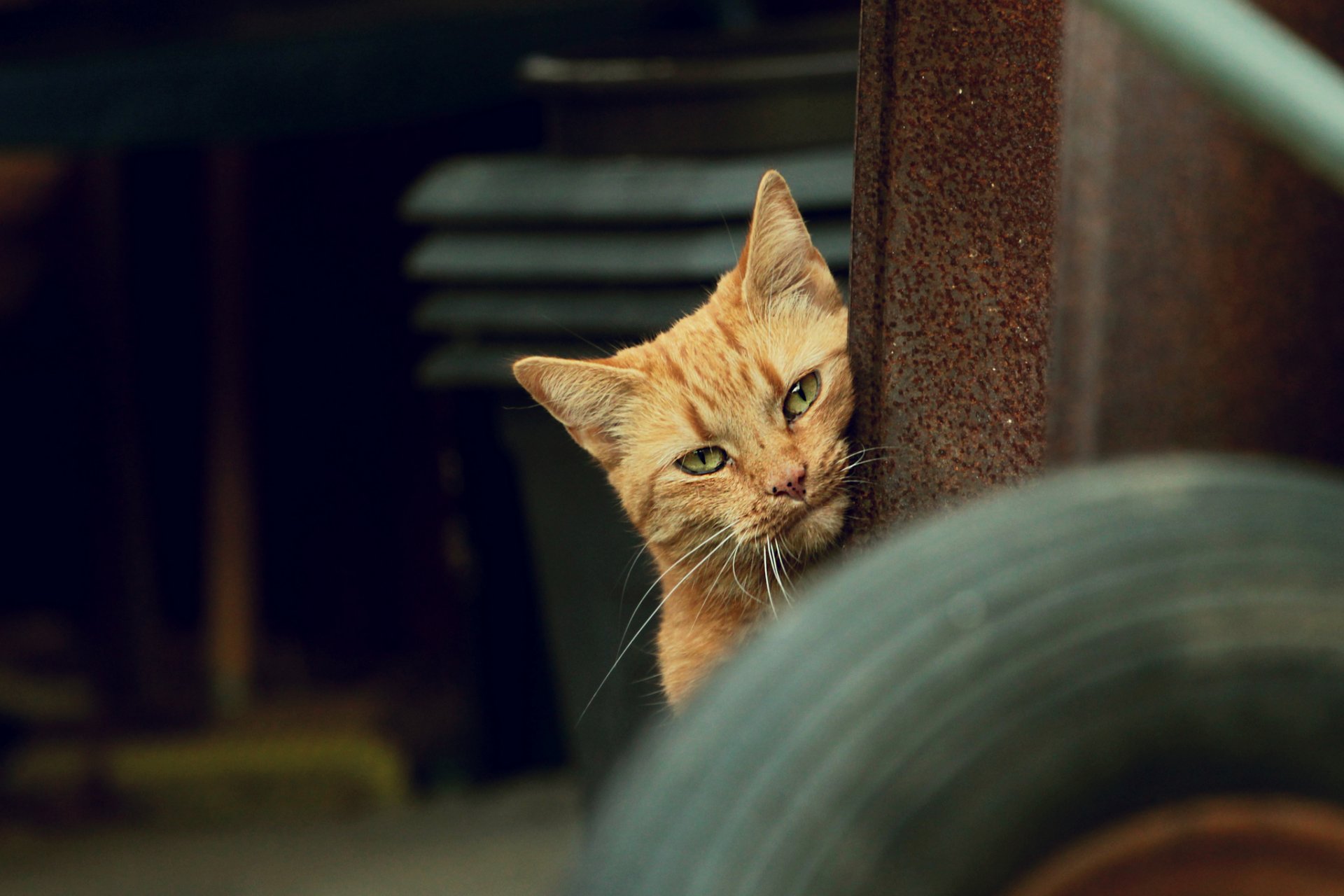 chat chat roux regard